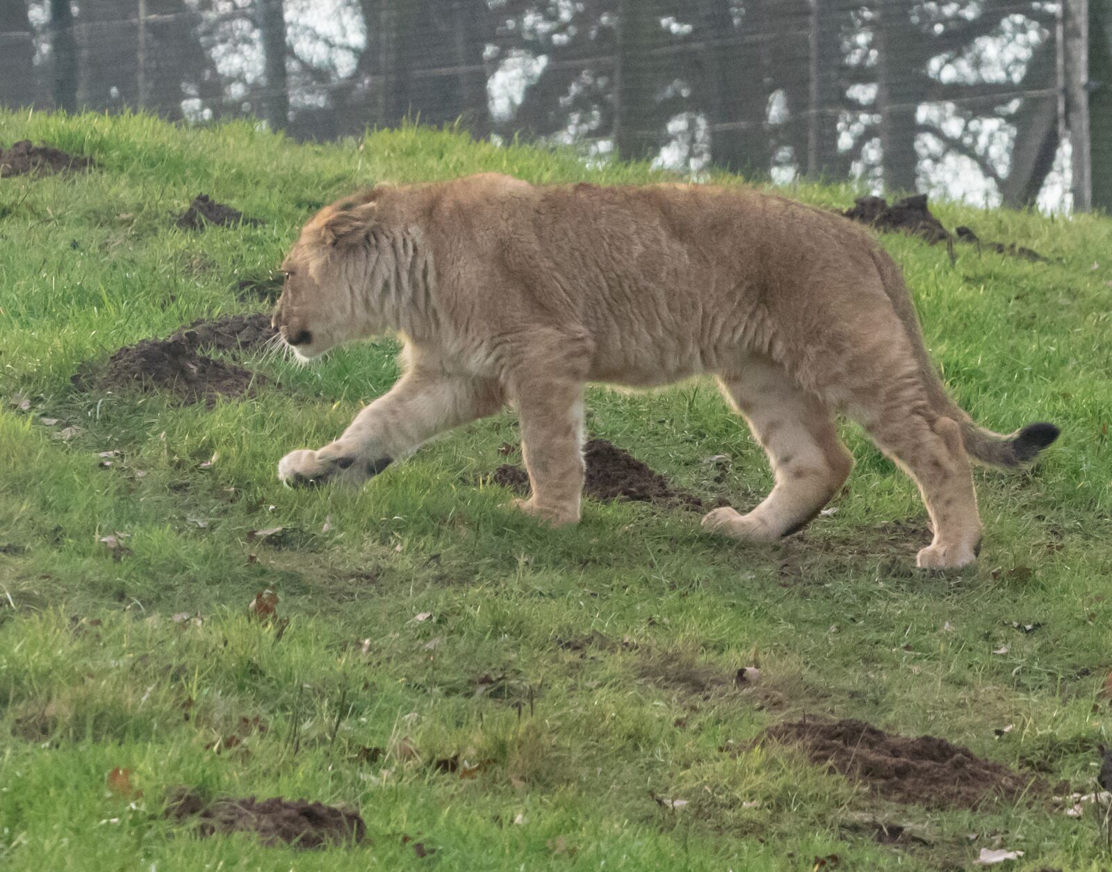 Canon EOS 7D Mark II sample photo. Lion cub, hunter, pack photography