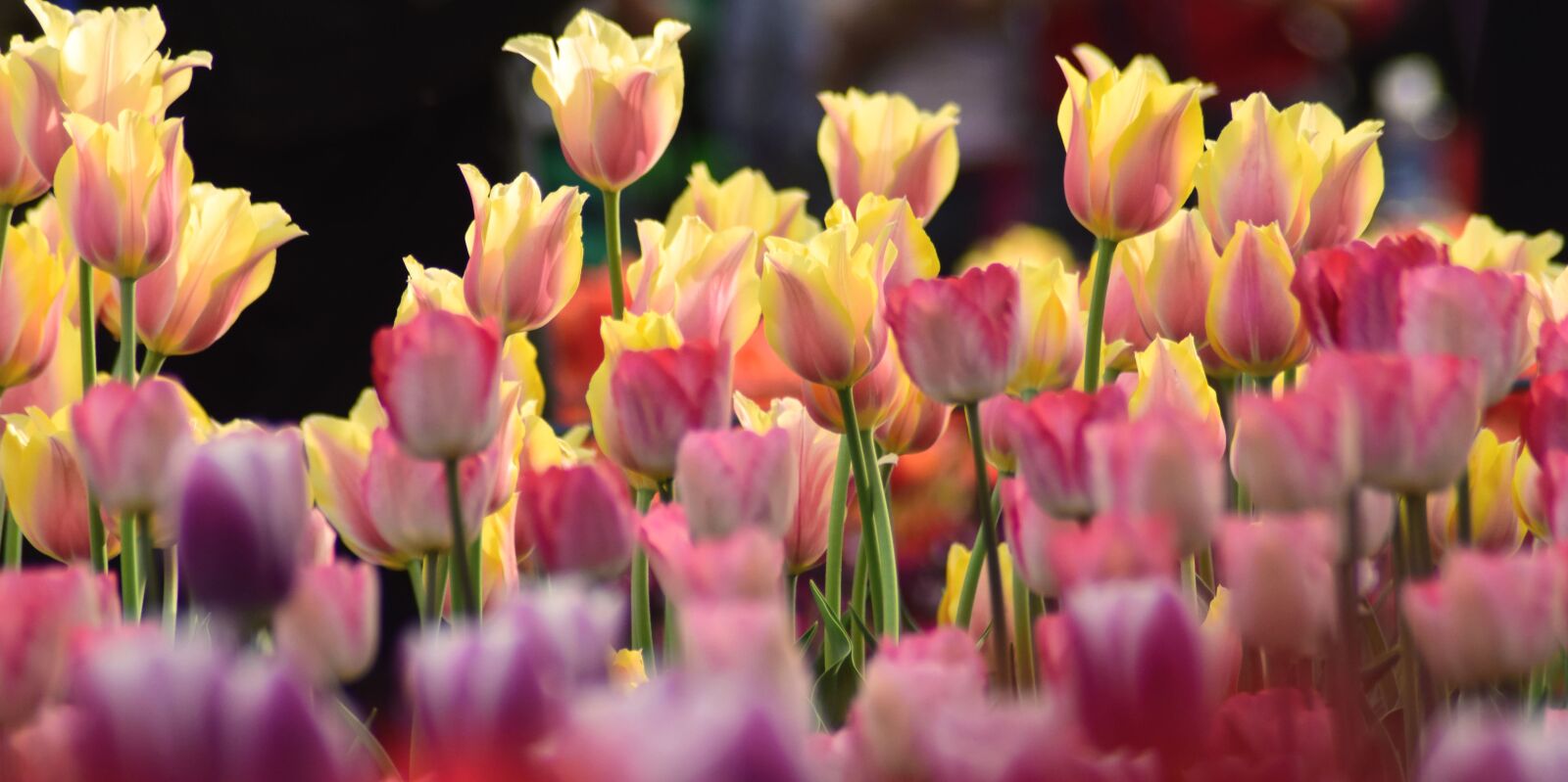 Nikon D5300 sample photo. Petals, blooming, blossom, bouquet photography