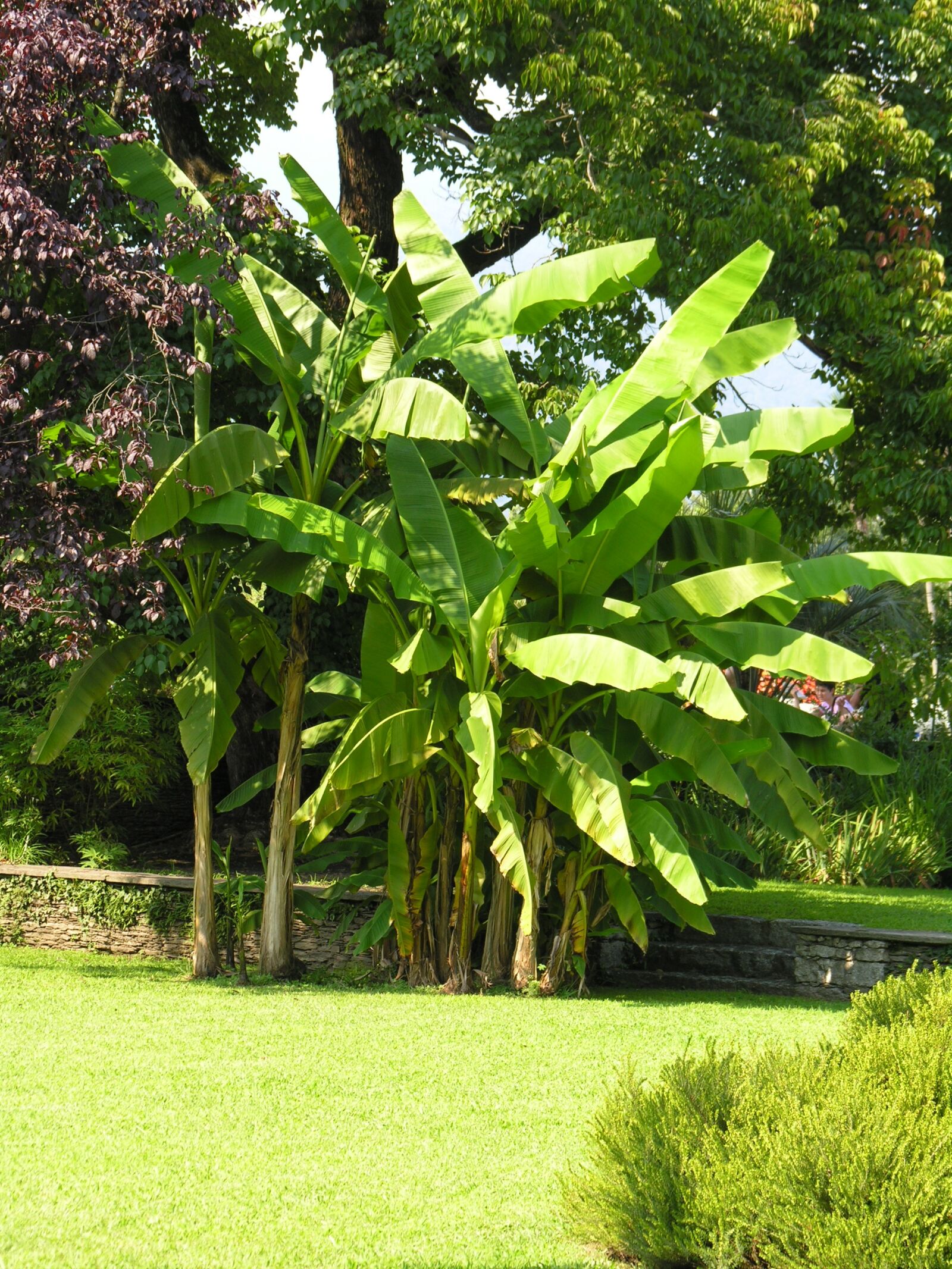 Nikon E8800 sample photo. Banana shrub, villa taranto photography