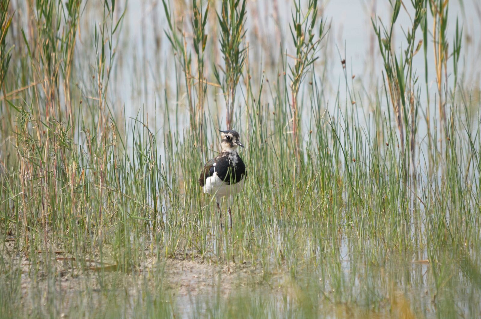 Nikon D300 sample photo. Kibitz, lake neusiedl, burgenland photography