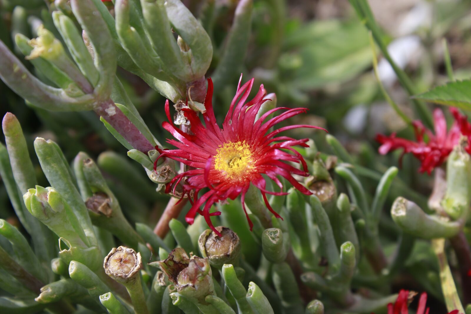 Canon EOS 1200D (EOS Rebel T5 / EOS Kiss X70 / EOS Hi) sample photo. Flower, ecuador, half of photography