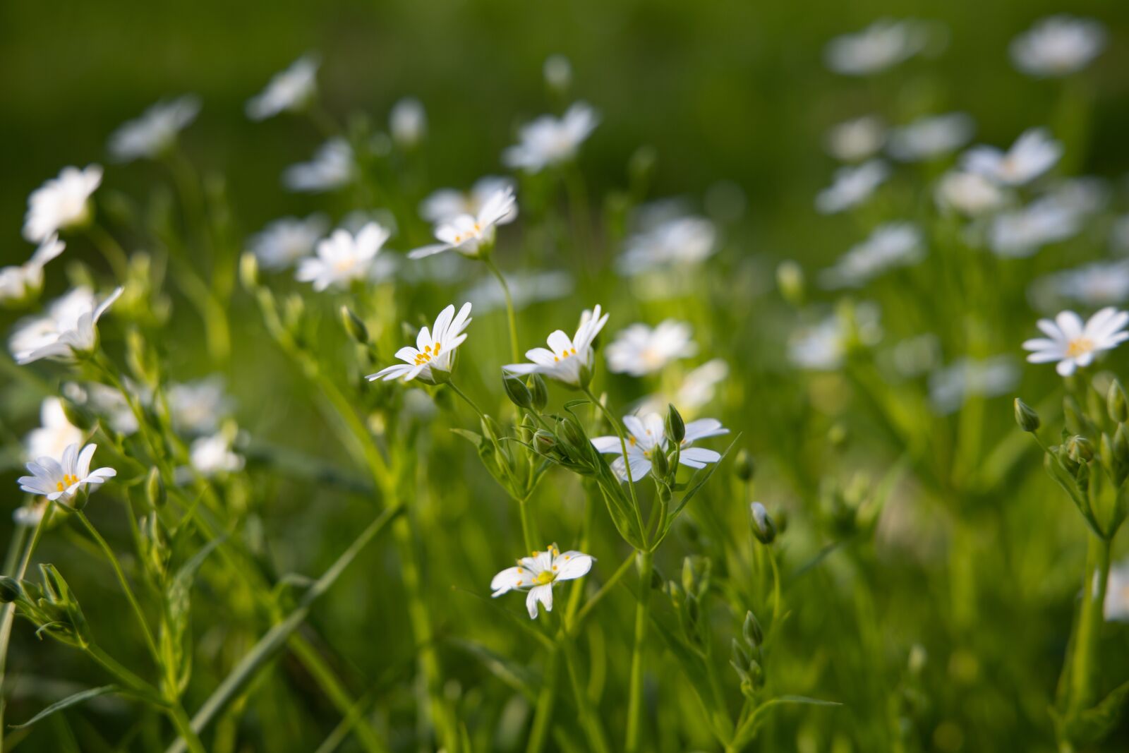 Canon EOS RP + Canon RF 24-105mm F4L IS USM sample photo. Flower meadow, white flowers photography