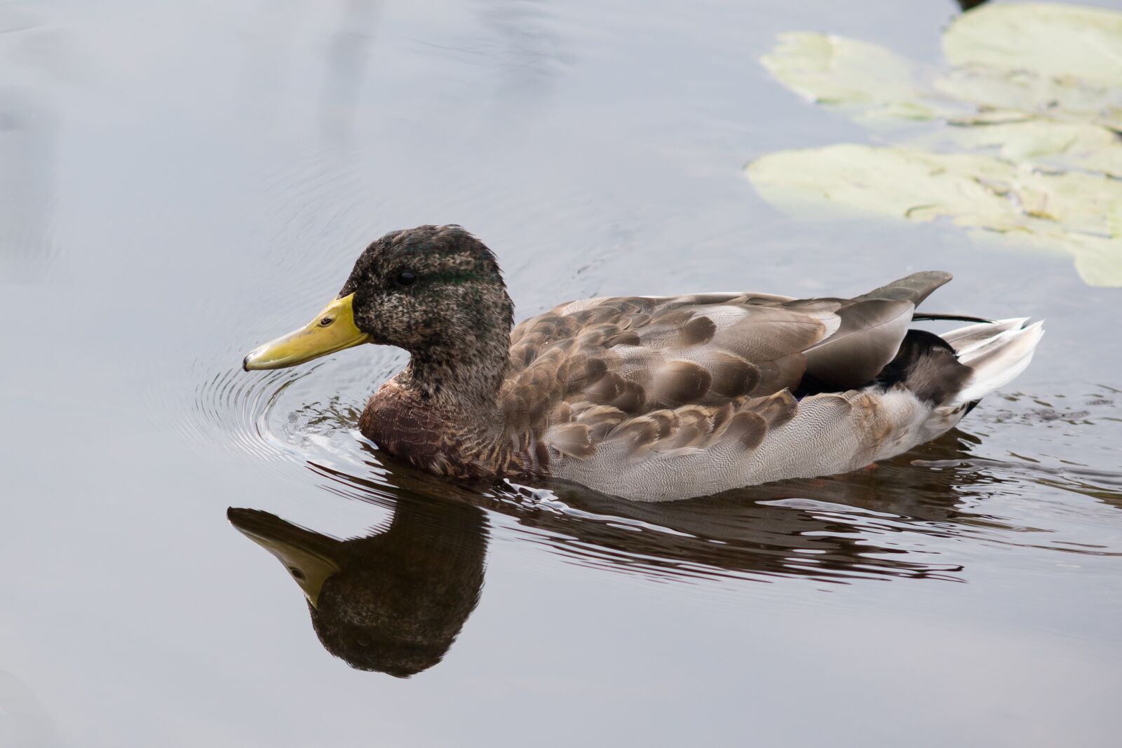 Canon EOS 7D Mark II sample photo. Schwimmvogel, duck, water bird photography