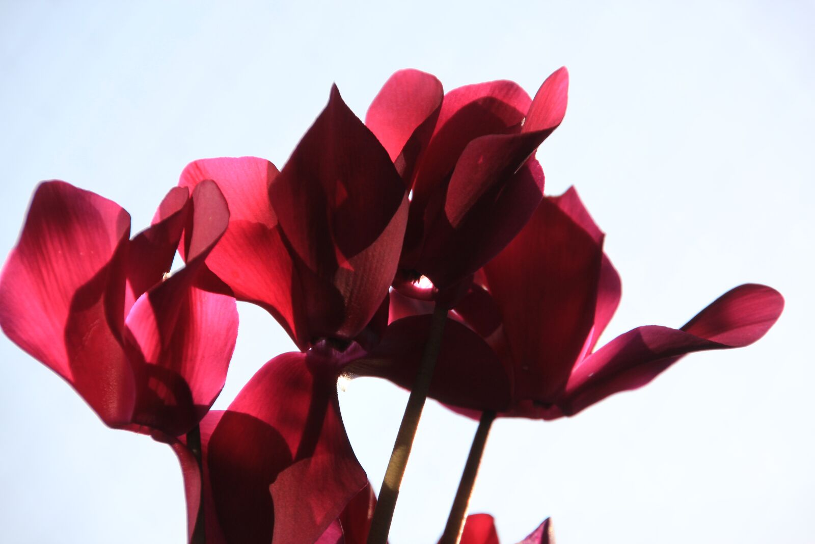 Canon EOS 600D (Rebel EOS T3i / EOS Kiss X5) sample photo. Flowers, plant, red photography