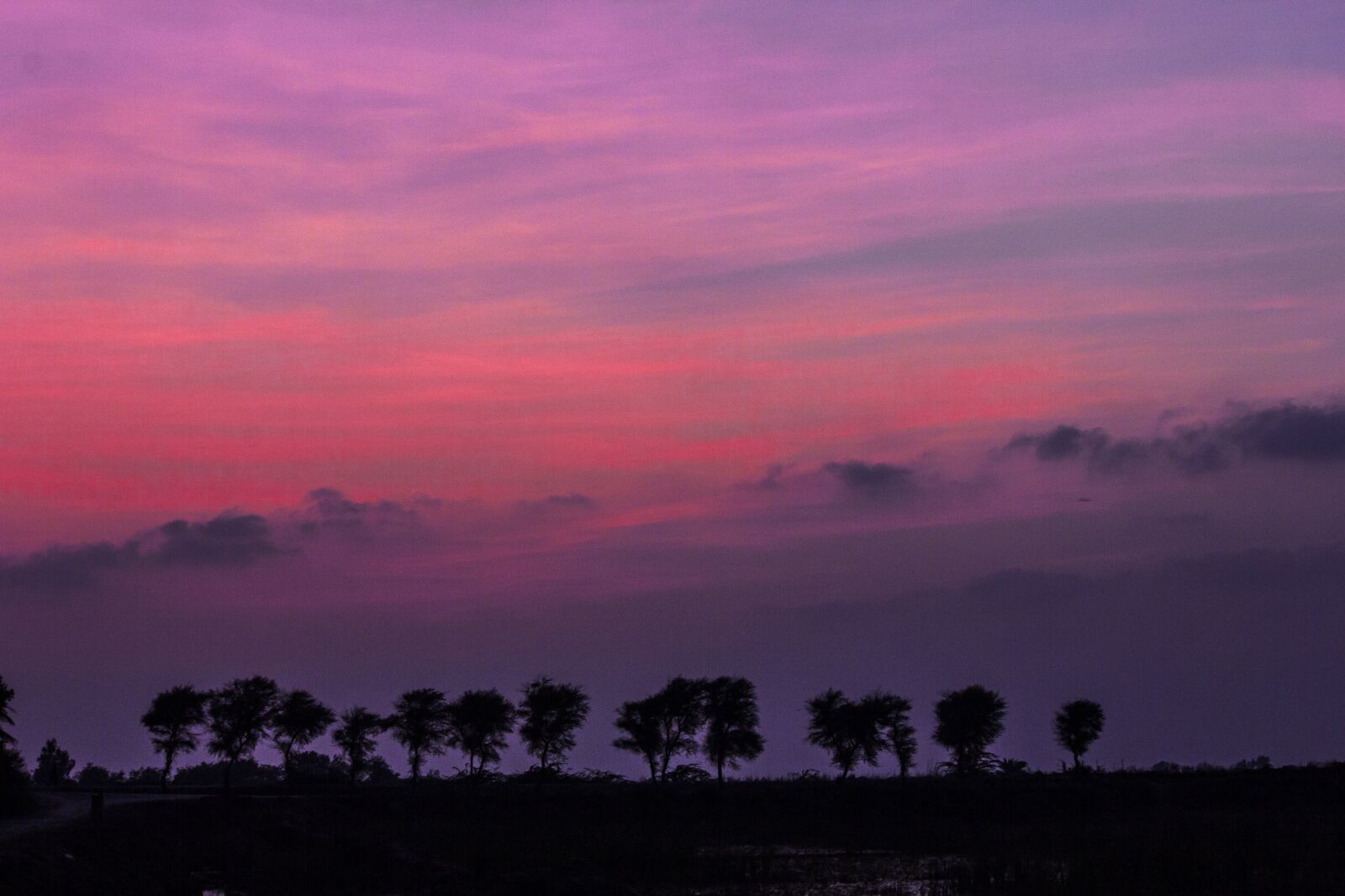 Canon EOS 550D (EOS Rebel T2i / EOS Kiss X4) sample photo. Landscape, tree, evening photography