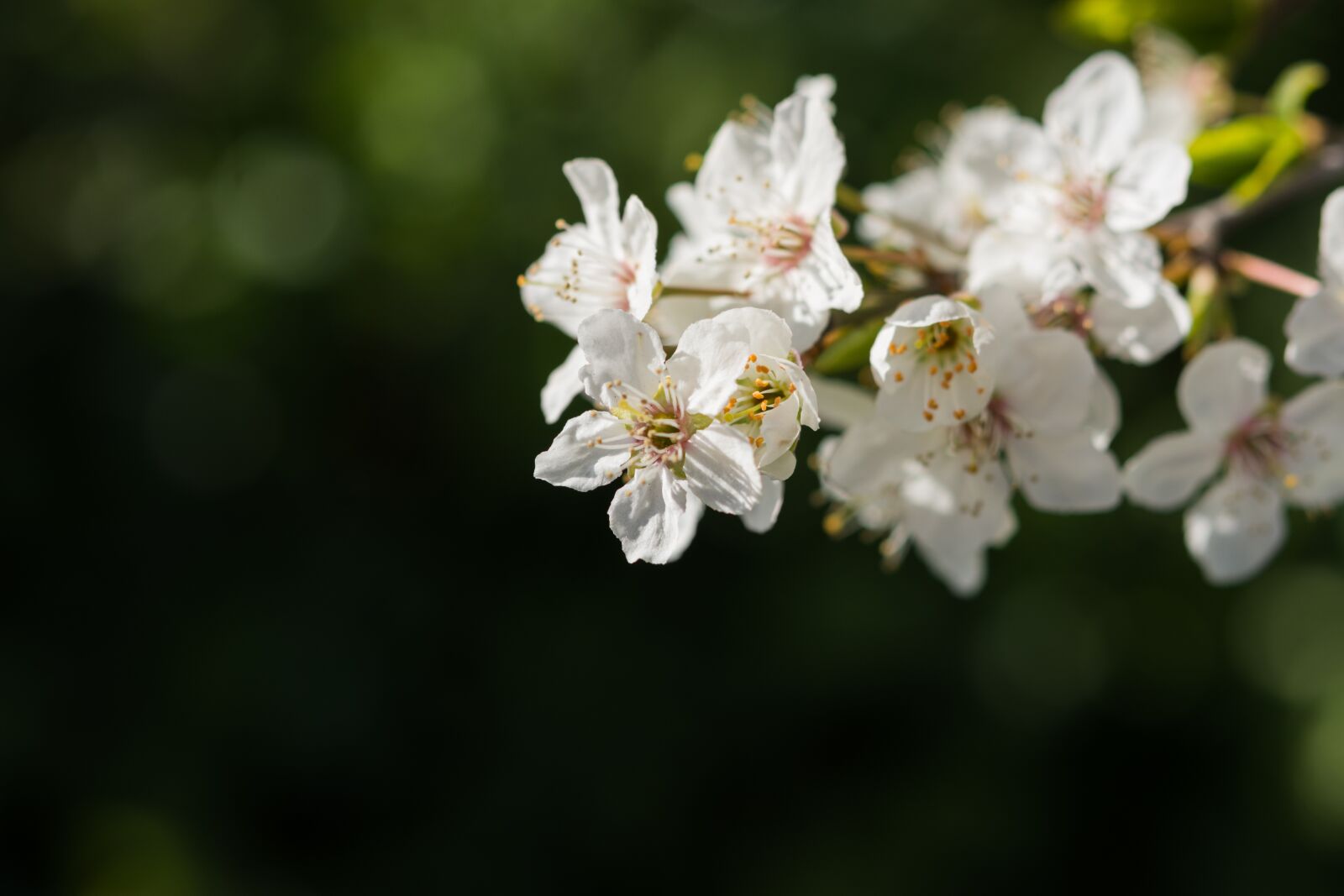 Nikon D7200 sample photo. Nature, flowers, cherry photography
