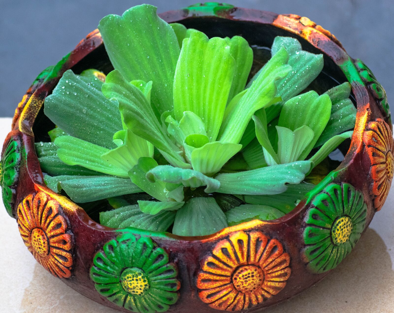 Nikon D3300 sample photo. Flower pot, plant, flower photography