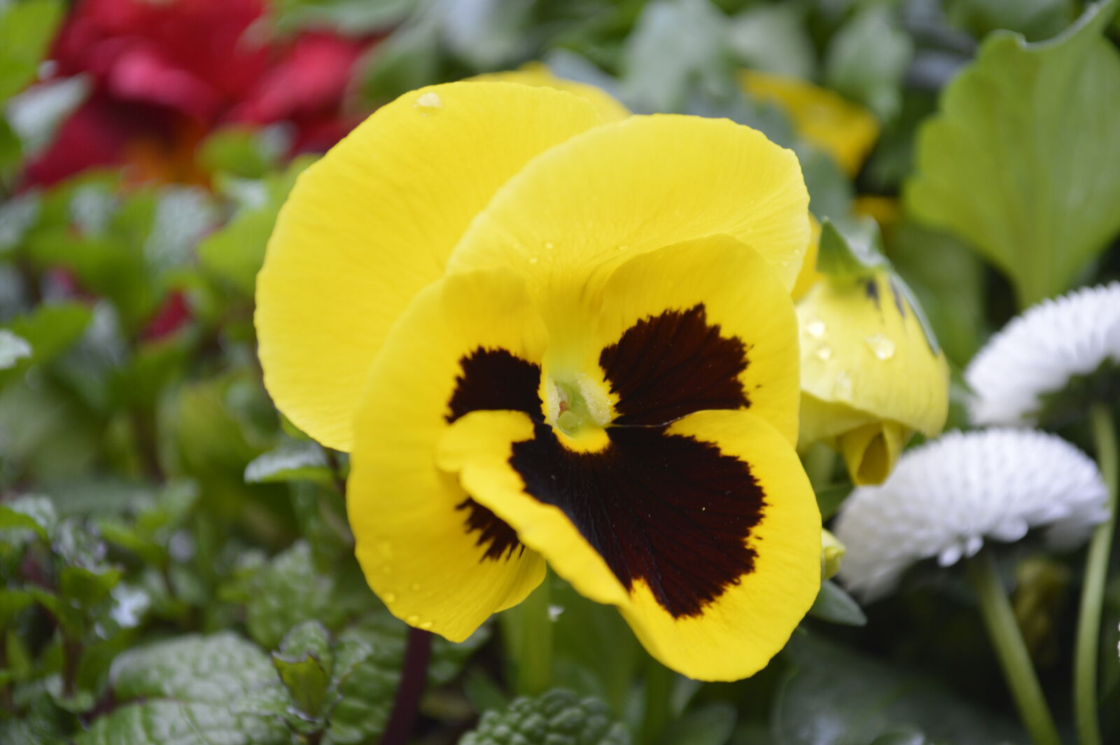 Nikon D3200 sample photo. Brown, flower, spring, yellow photography