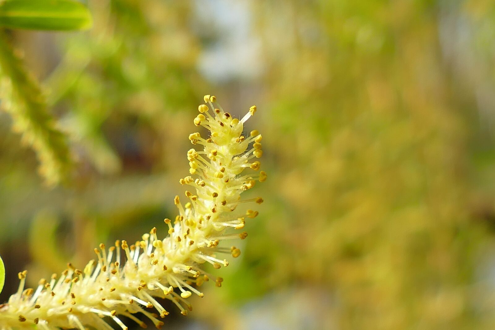 Panasonic Lumix DMC-FZ1000 sample photo. Inflorescence, willow, weeping willow photography