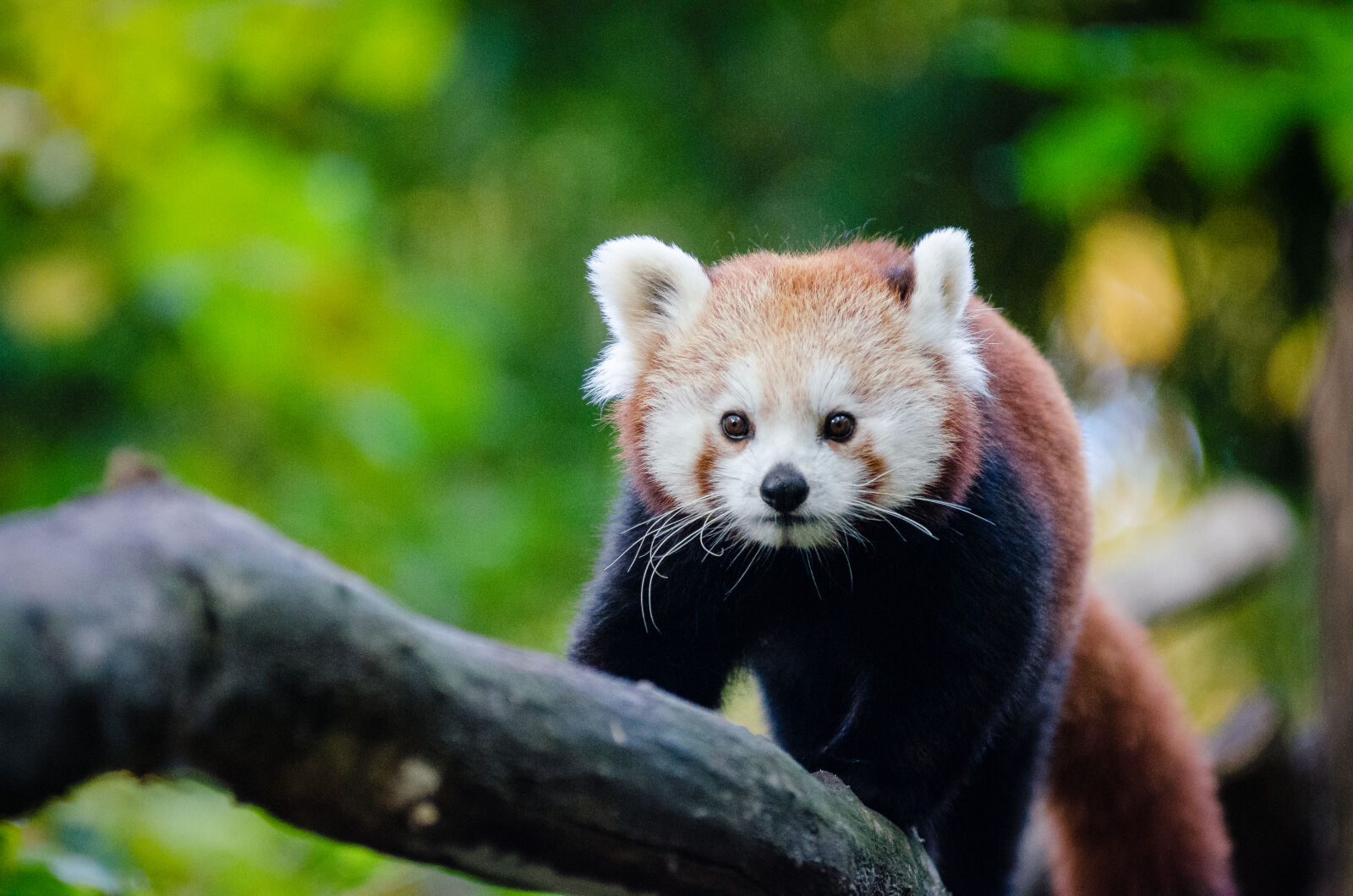 AF Zoom-Nikkor 80-200mm f/2.8 ED sample photo