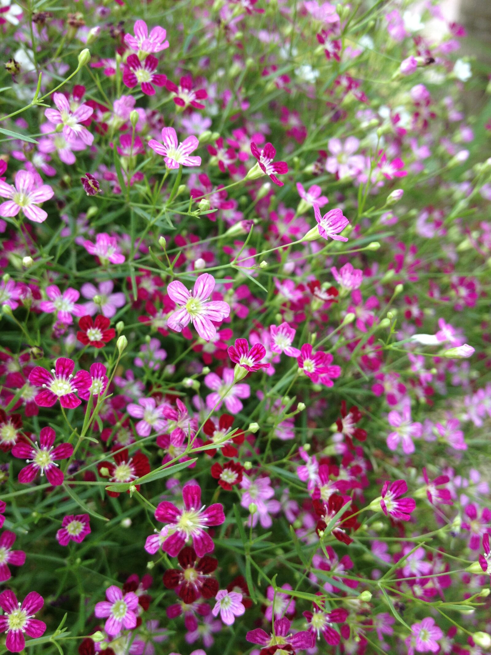 Apple iPhone 4S sample photo. Flowers, pink, wallpapers photography