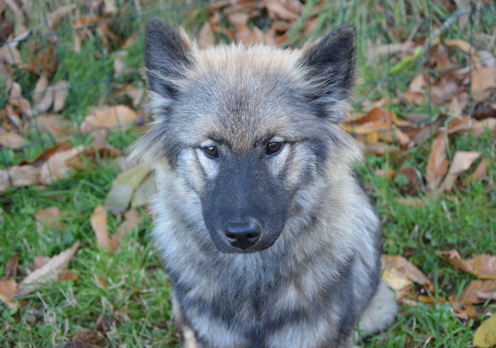 Nikon D5200 sample photo. Dog, bitch, bitch orlaya photography