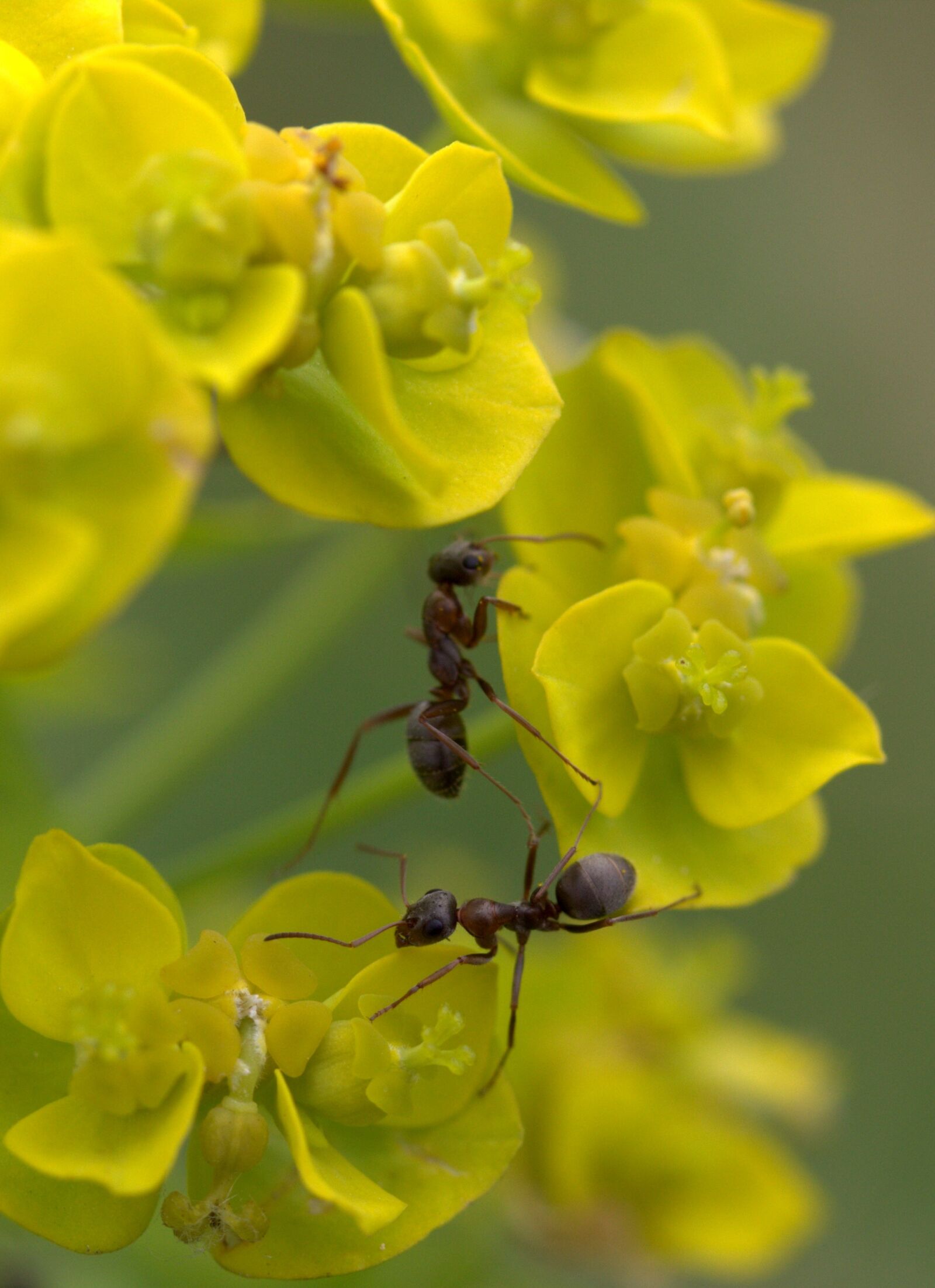 Canon EF-S 60mm F2.8 Macro USM sample photo. Ant, plant, macro photography