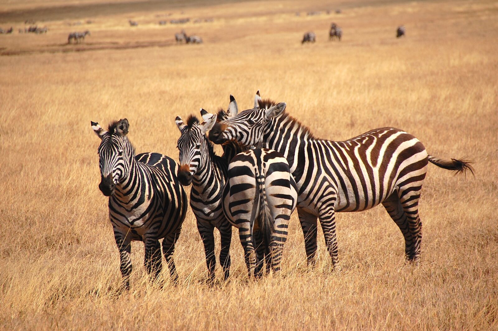 Nikon D40 sample photo. Zebra, wild, bush photography