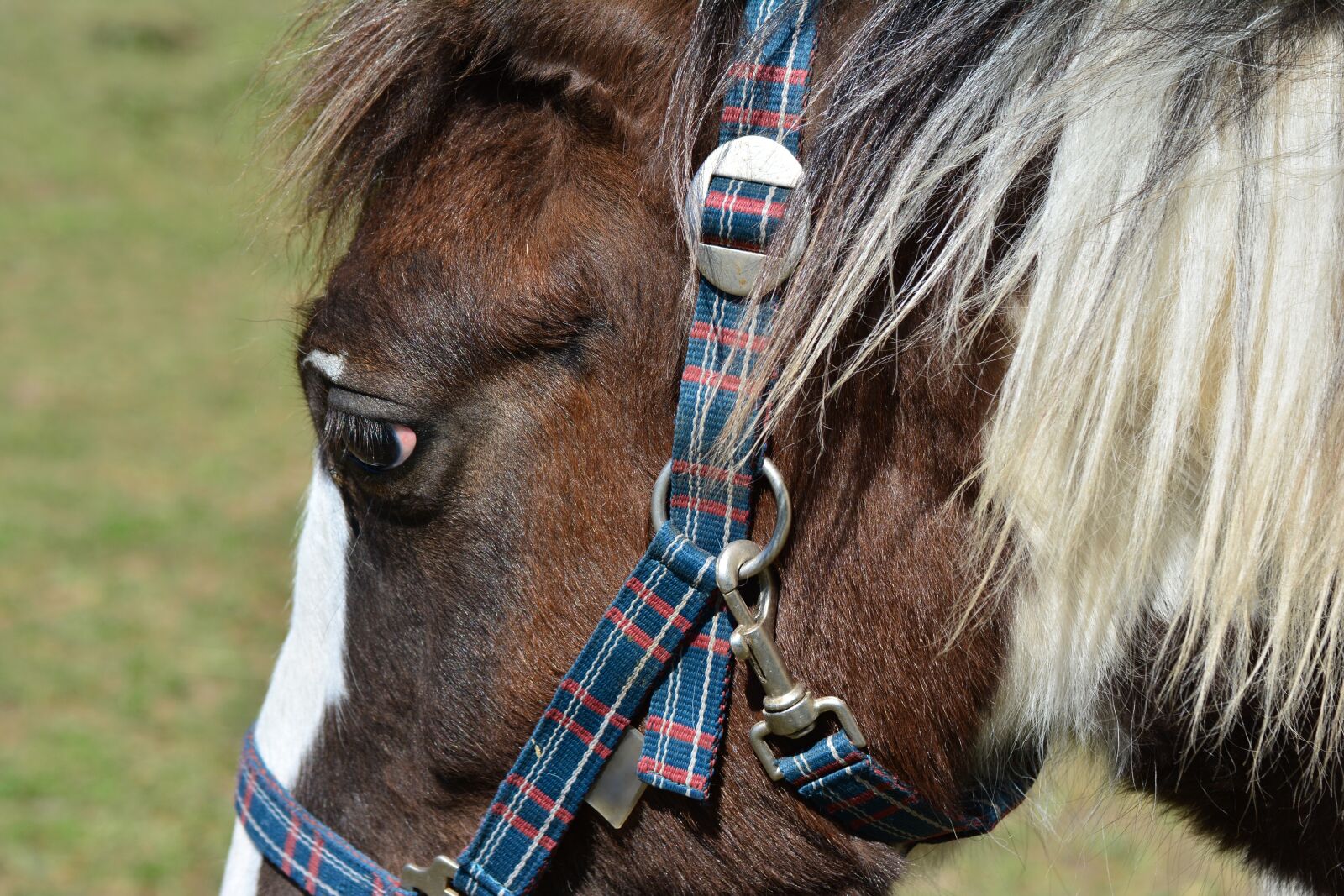 Nikon D5200 sample photo. Horse, horse head, mane photography