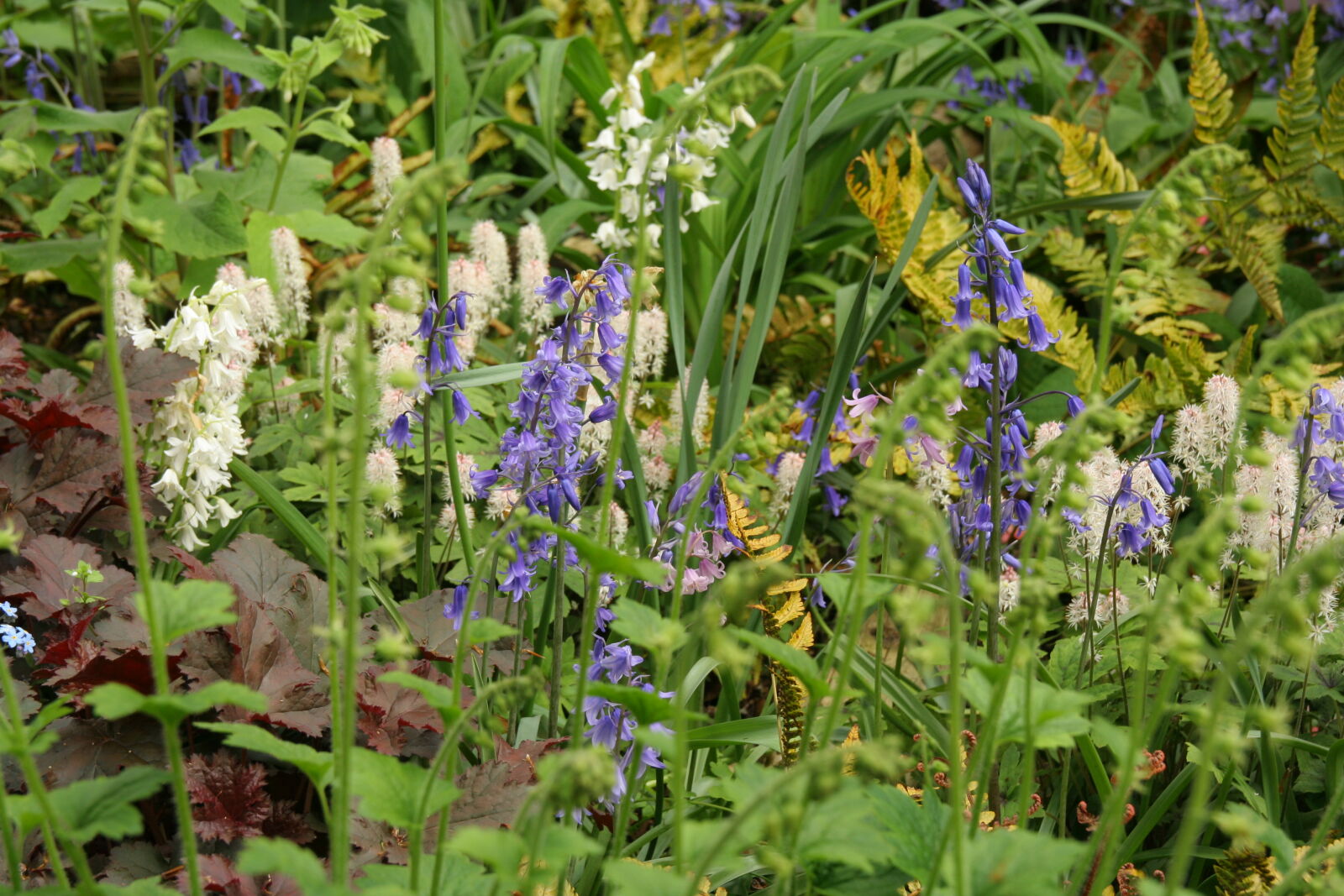Canon EOS 350D (EOS Digital Rebel XT / EOS Kiss Digital N) sample photo. Bluebells, flowers, garden, nature photography