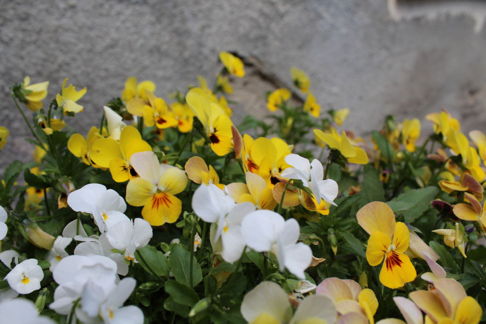 Canon EOS 1200D (EOS Rebel T5 / EOS Kiss X70 / EOS Hi) sample photo. Flower, flowers, nature photography