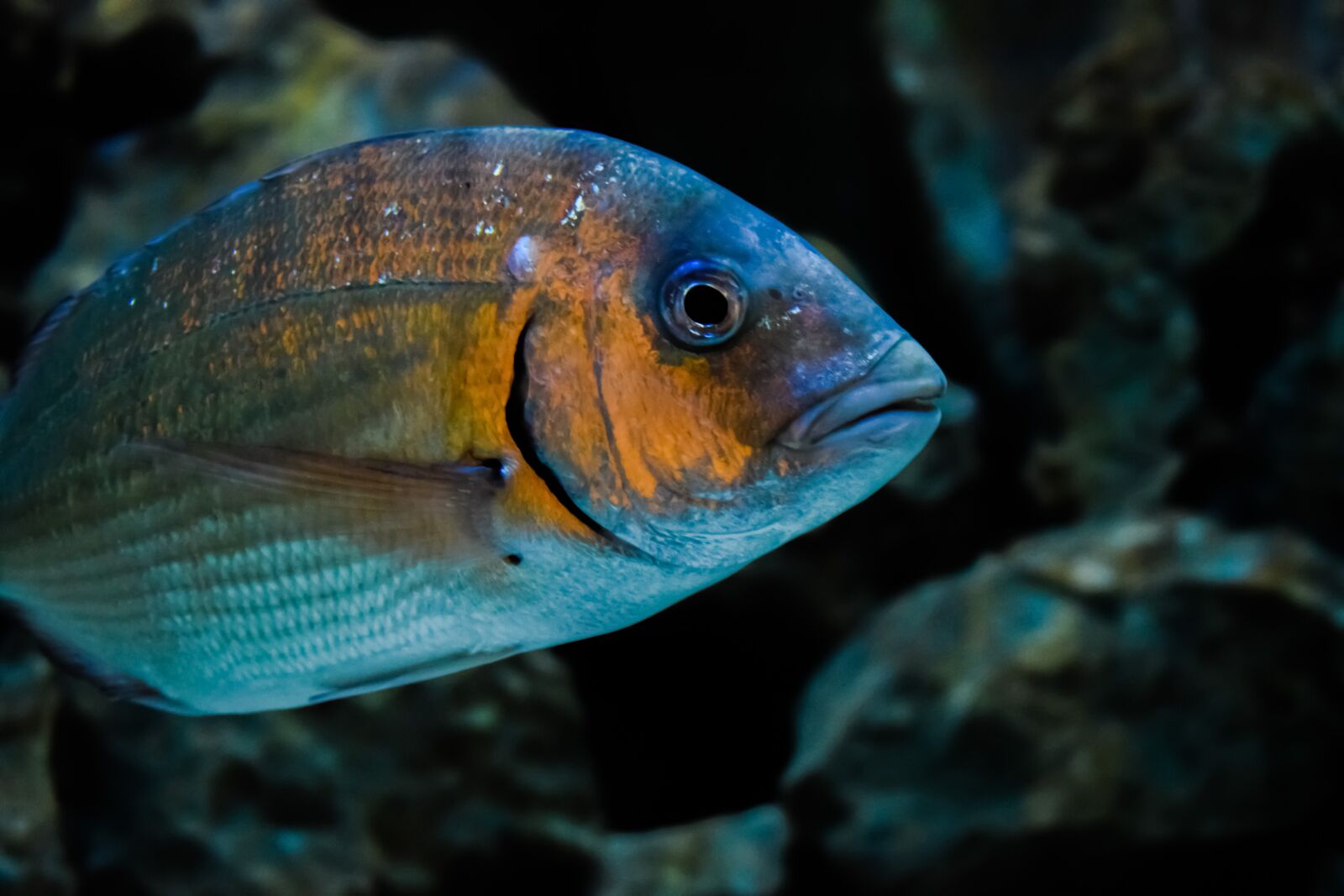 Nikon D3300 sample photo. Gilt-head bream, fish, animal photography