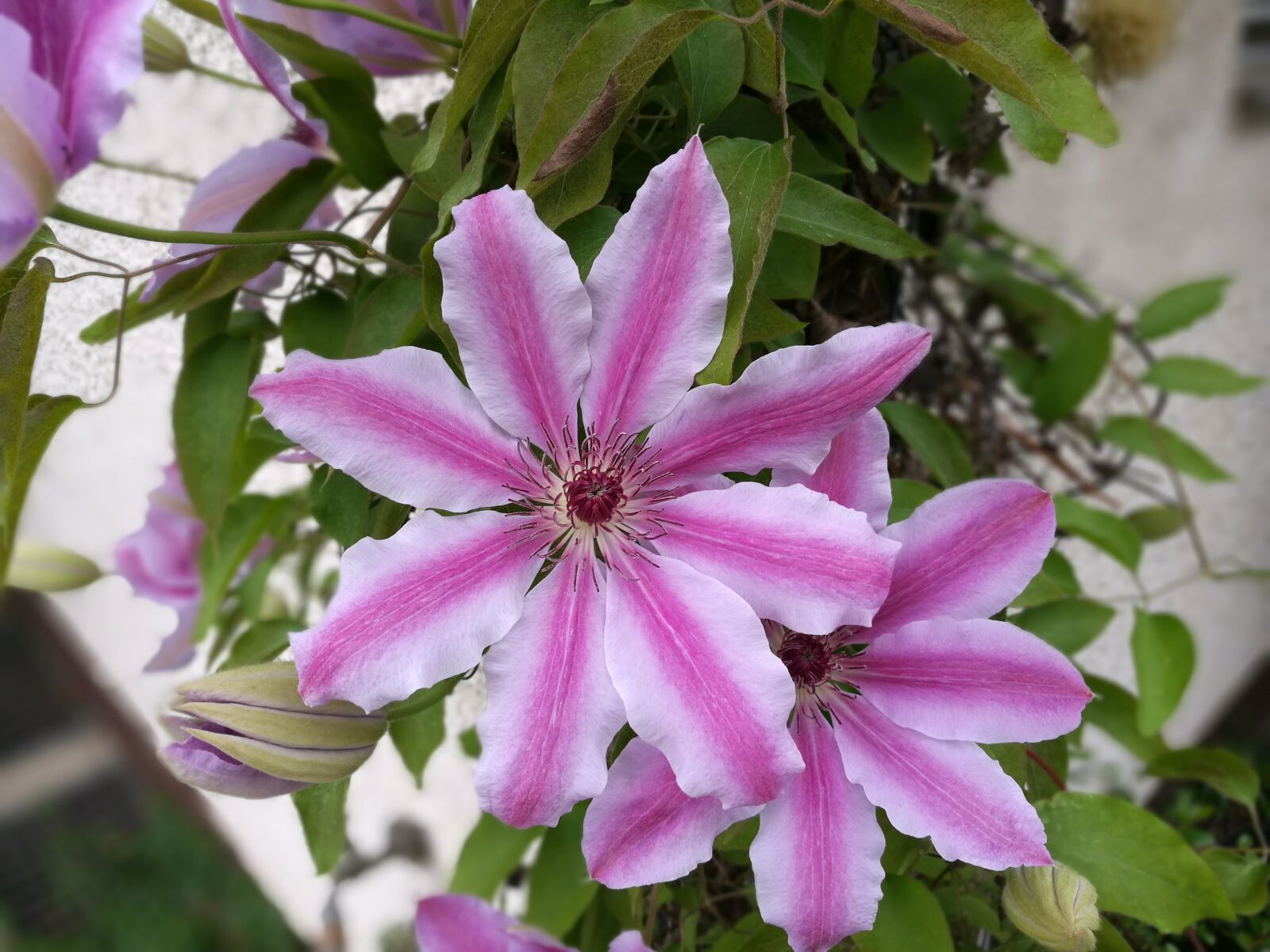 HUAWEI P9 sample photo. Blossom, bloom, flower photography