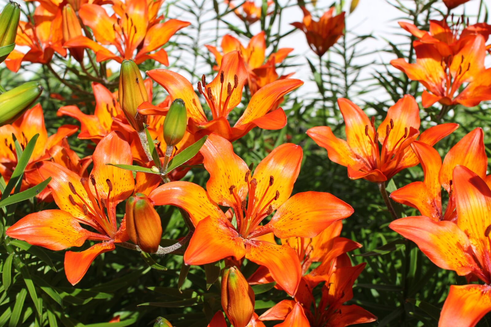 Canon EOS 60D sample photo. Flowers, lily, orange photography