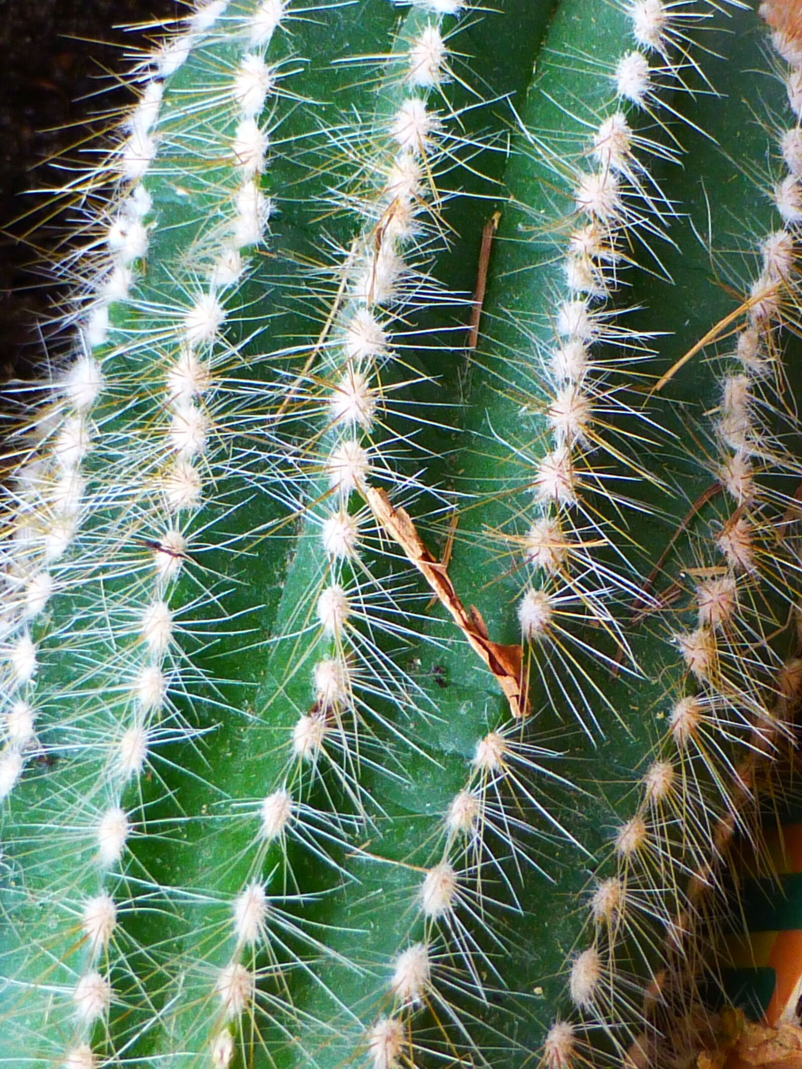 Panasonic DMC-TZ31 sample photo. Cactus, prickly, green photography