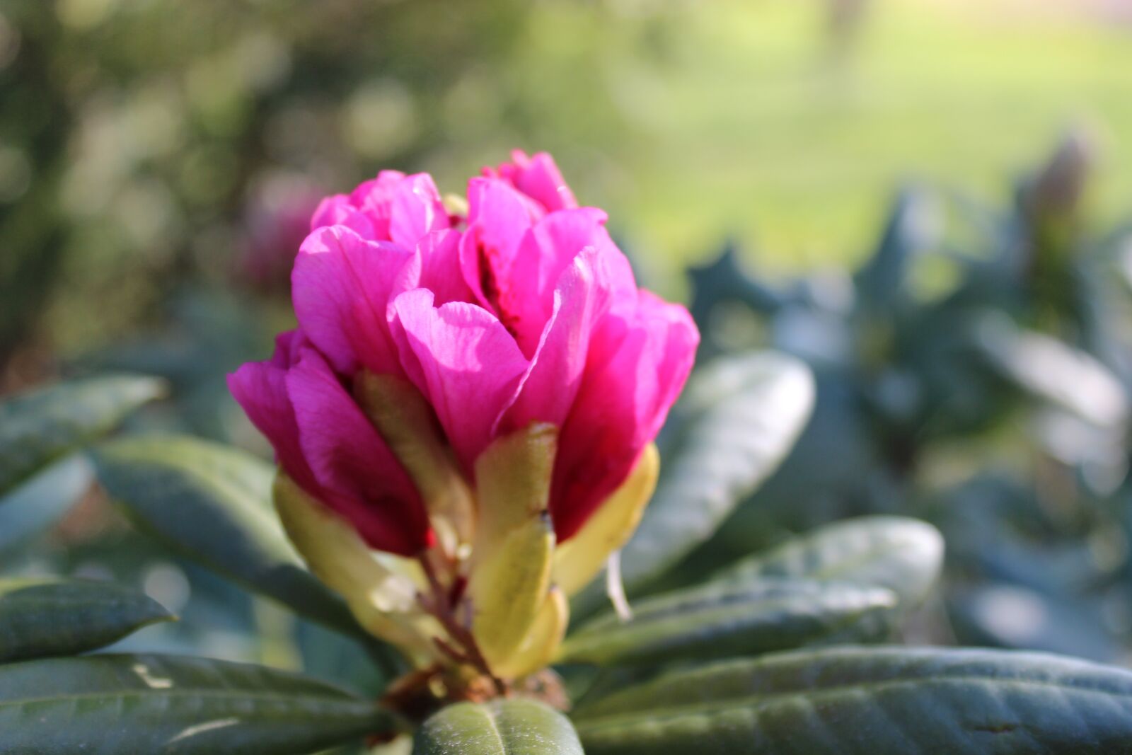 Canon EOS 600D (Rebel EOS T3i / EOS Kiss X5) sample photo. Spring, bud, rhododendron photography