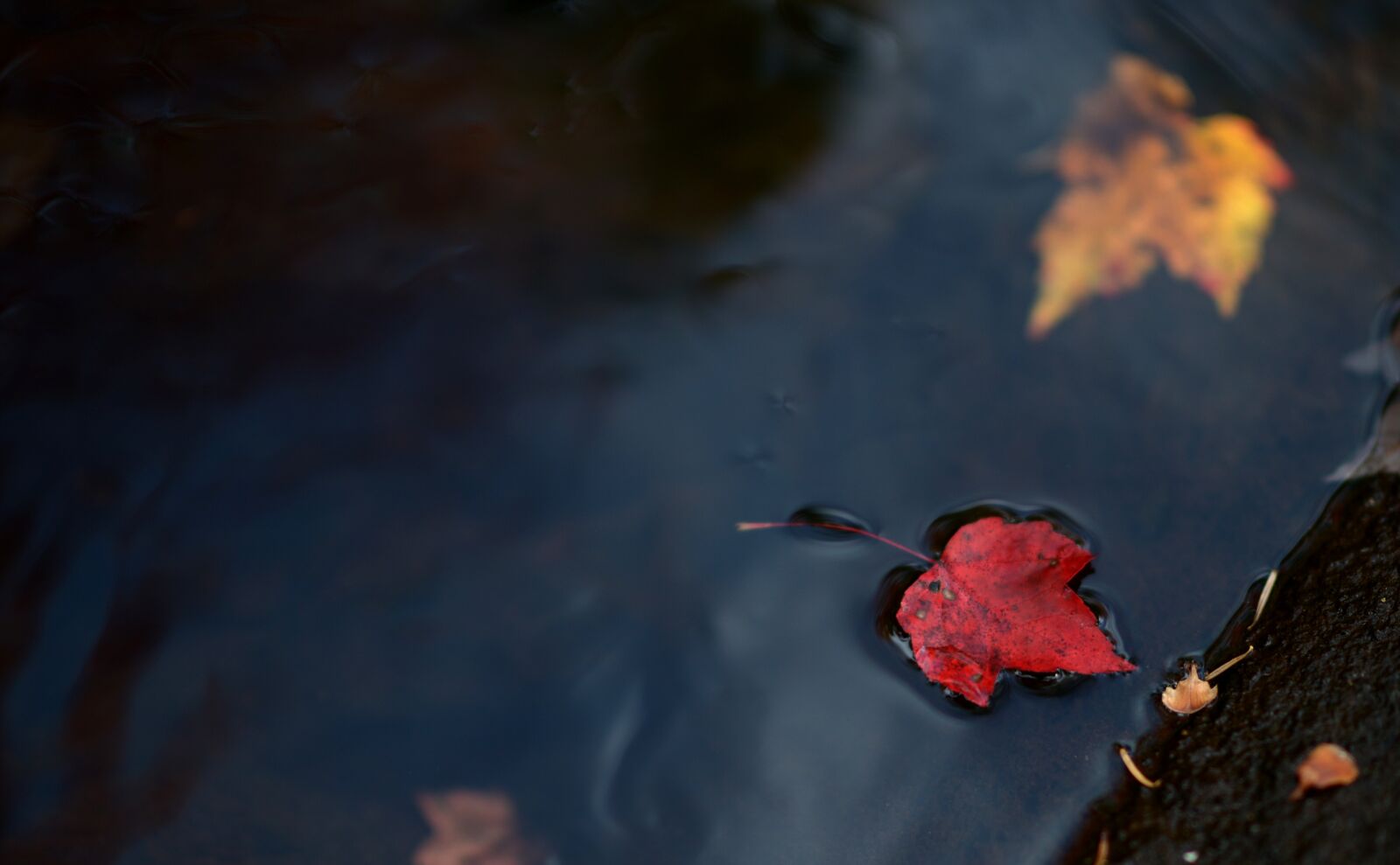 Nikon D4 sample photo. Leaf, leaves, autumn photography