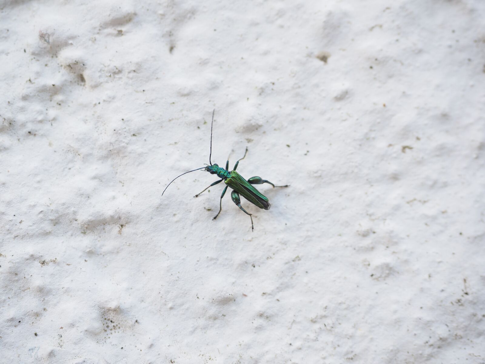 Olympus OM-D E-M1 + Olympus M.Zuiko Digital ED 12-40mm F2.8 Pro sample photo. Green glow-beetle, insect, beetle photography