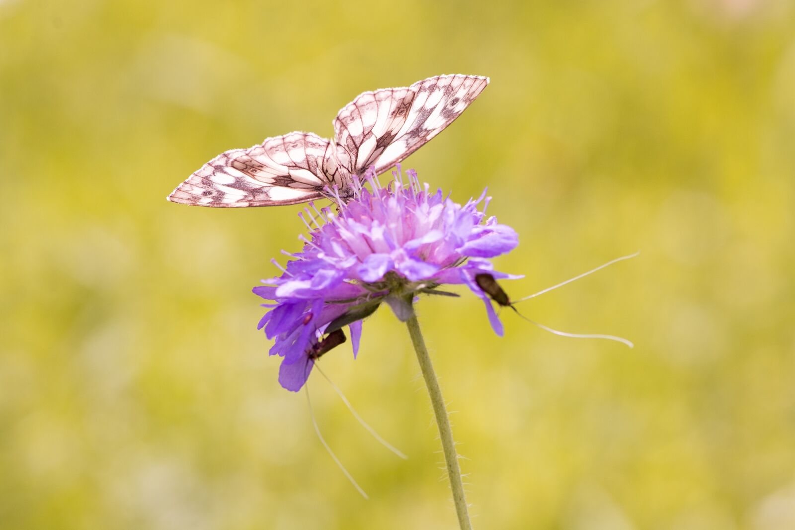 Nikon D7100 sample photo. Butterfly, chess board, edelfalter photography