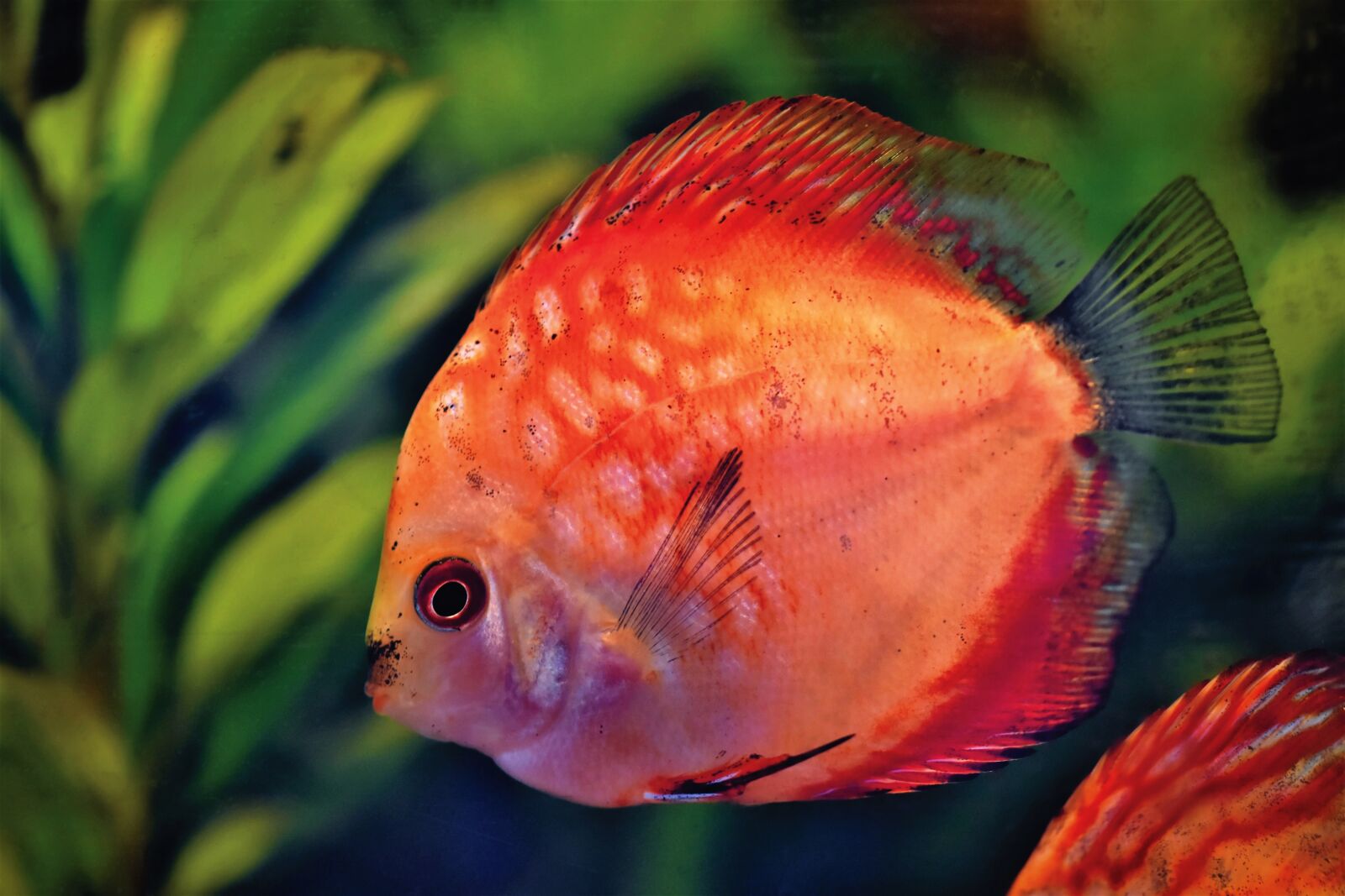 Nikon D7200 sample photo. Discus fish, discus cichlid photography