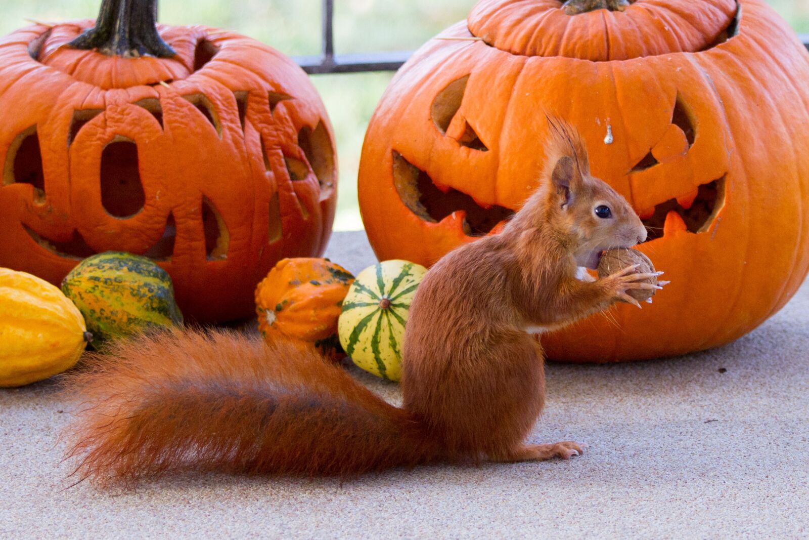 Canon EF 70-200mm F4L IS USM sample photo. Squirrel, halloween, autumn photography