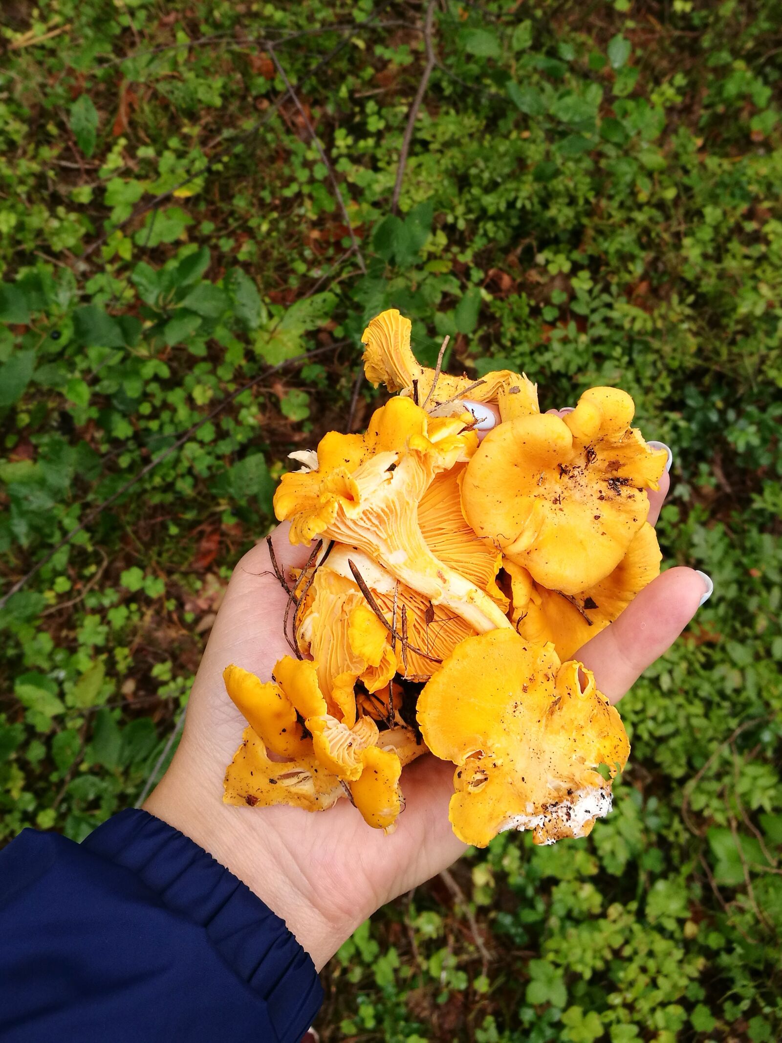HUAWEI P9 sample photo. Mushrooms, chanterelles, forest photography