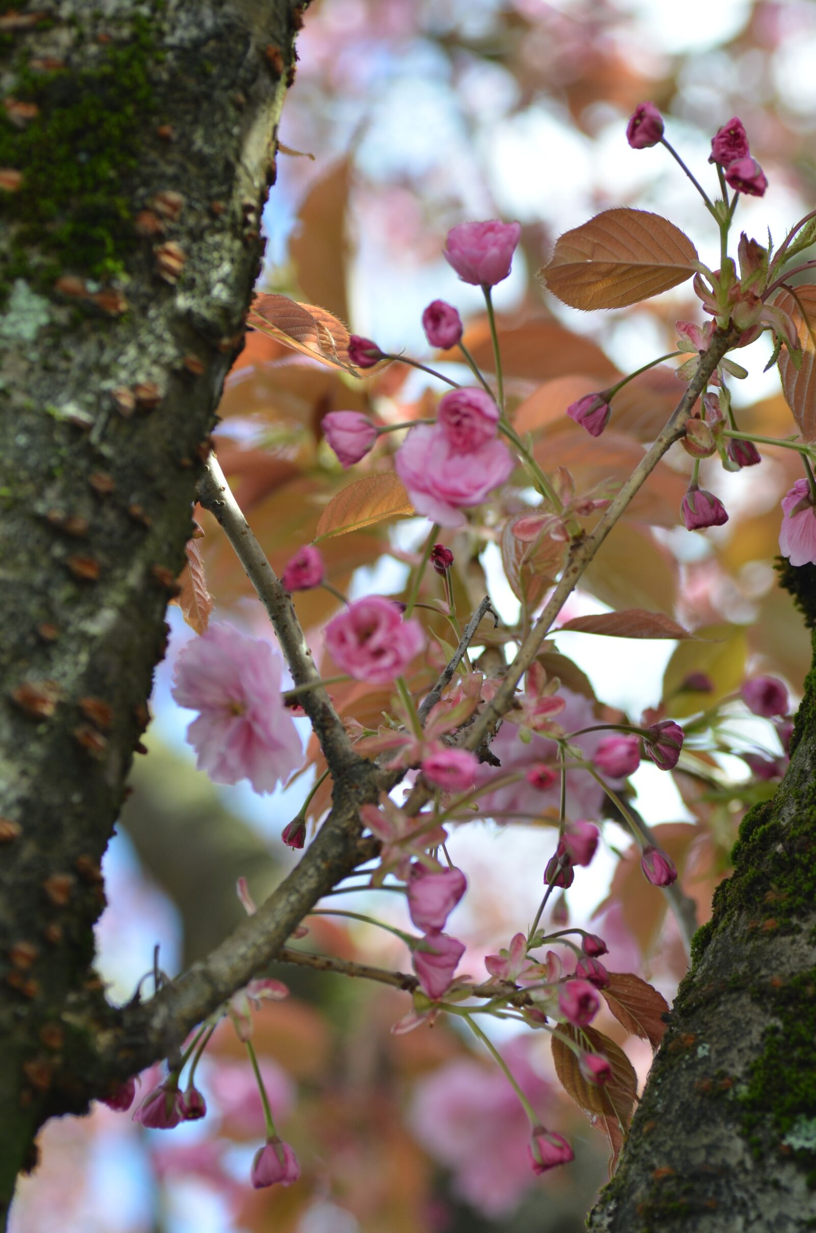 Nikon D7000 sample photo. Cherry, blossoms, spring photography
