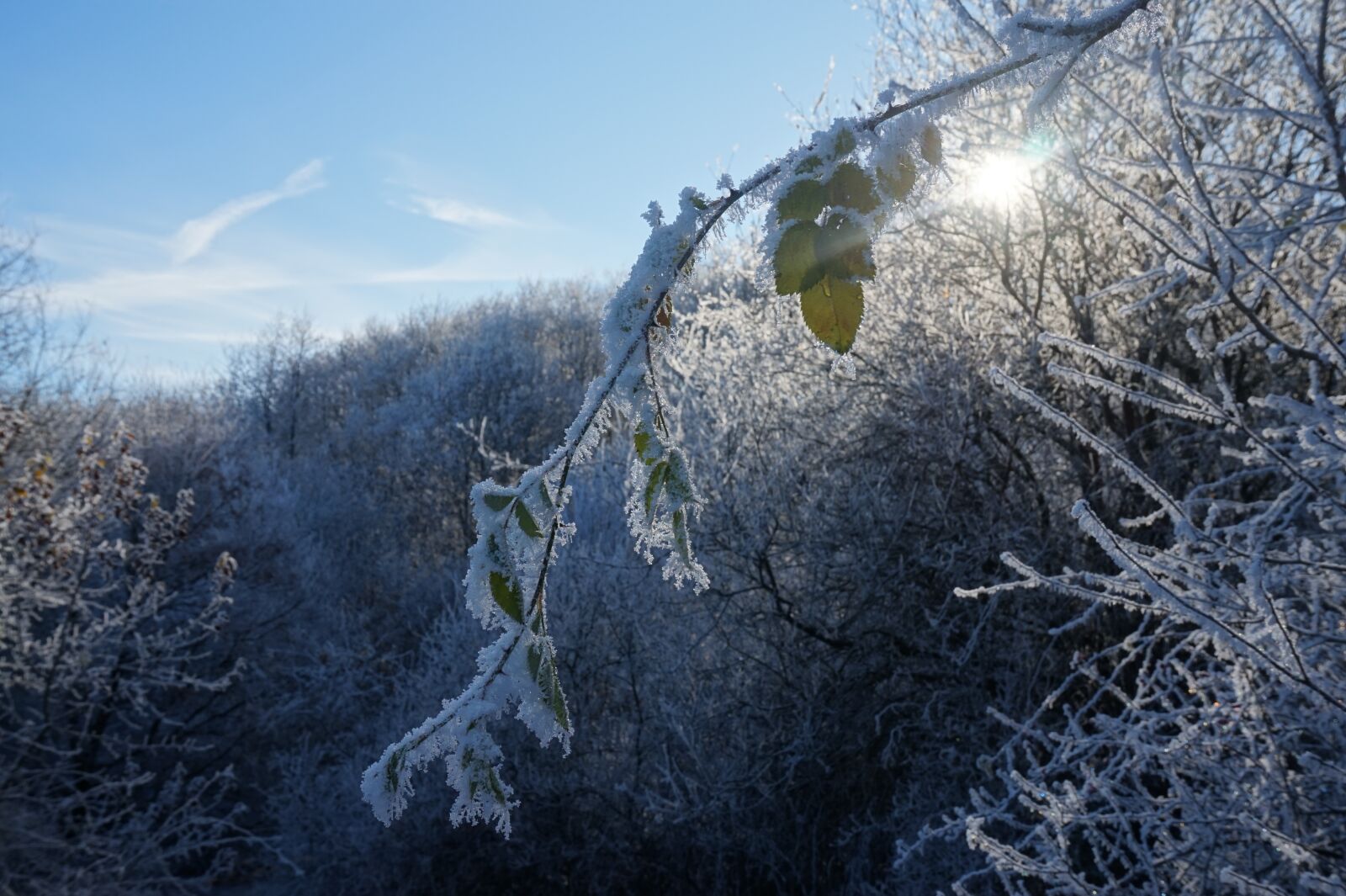Sony Alpha a5000 (ILCE 5000) sample photo. Snow, snowy forest, snowfall photography
