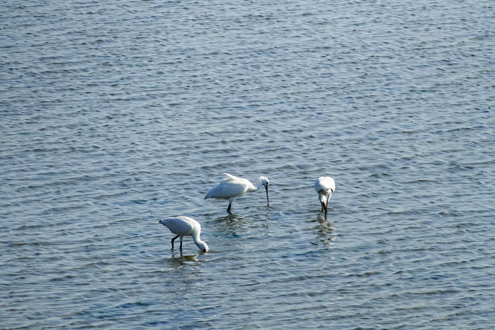 Panasonic Lumix DMC-FZ1000 sample photo. Sea, wadden sea, coast photography