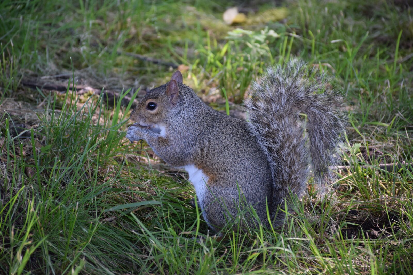 Nikon D3300 sample photo. Eastern gray squirrel, squirrel photography
