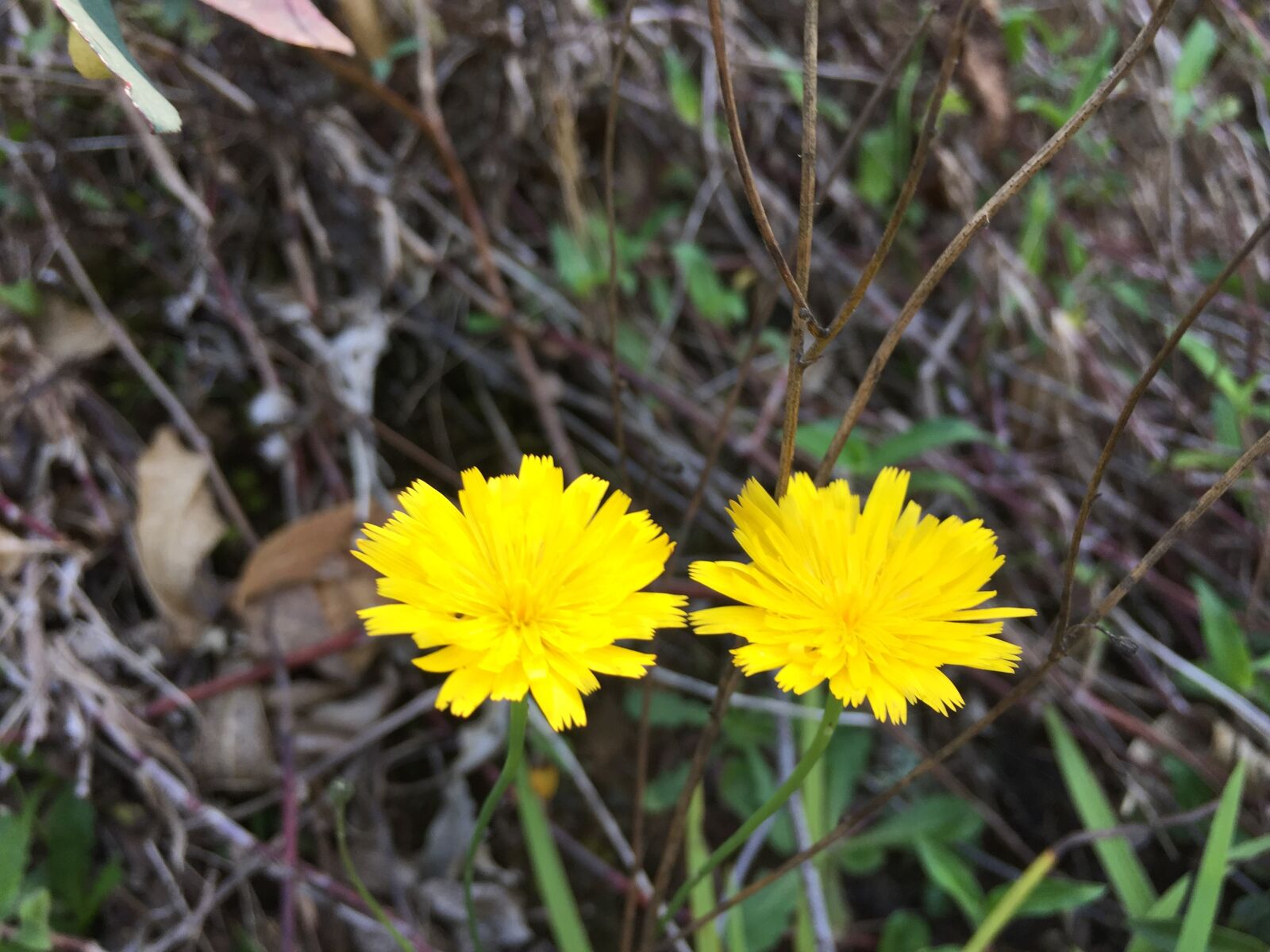 Apple iPhone 6 sample photo. Couple, flower, yellow flower photography