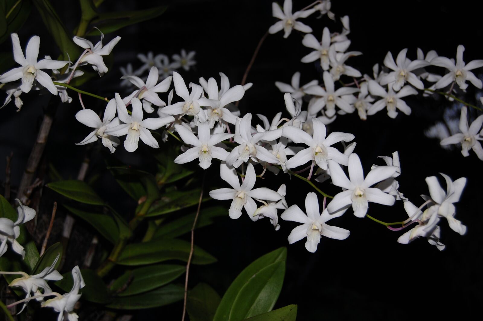 Nikon D40 sample photo. Flowers, nature, rose photography
