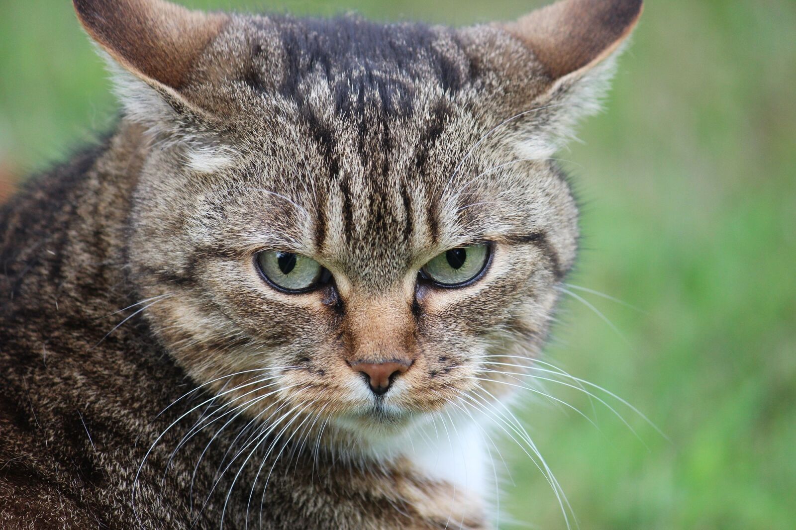 Canon EOS 600D (Rebel EOS T3i / EOS Kiss X5) sample photo. Pet, cat, domestic cat photography