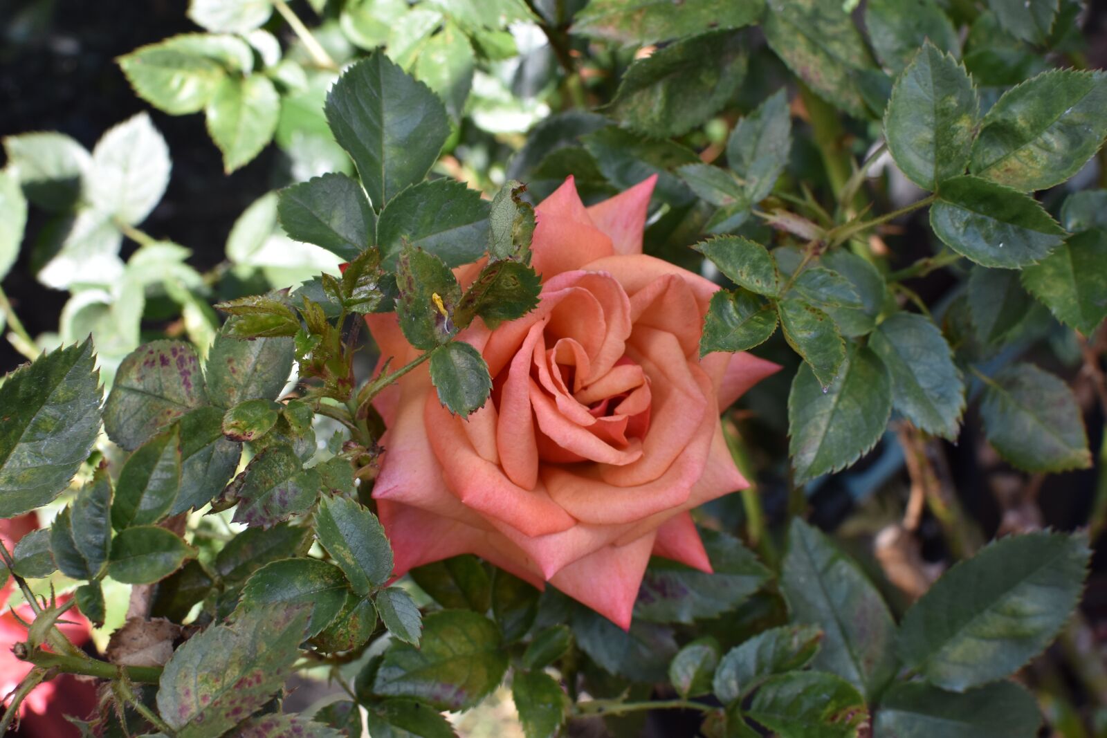 Nikon D5600 sample photo. Rose, flower, spring photography