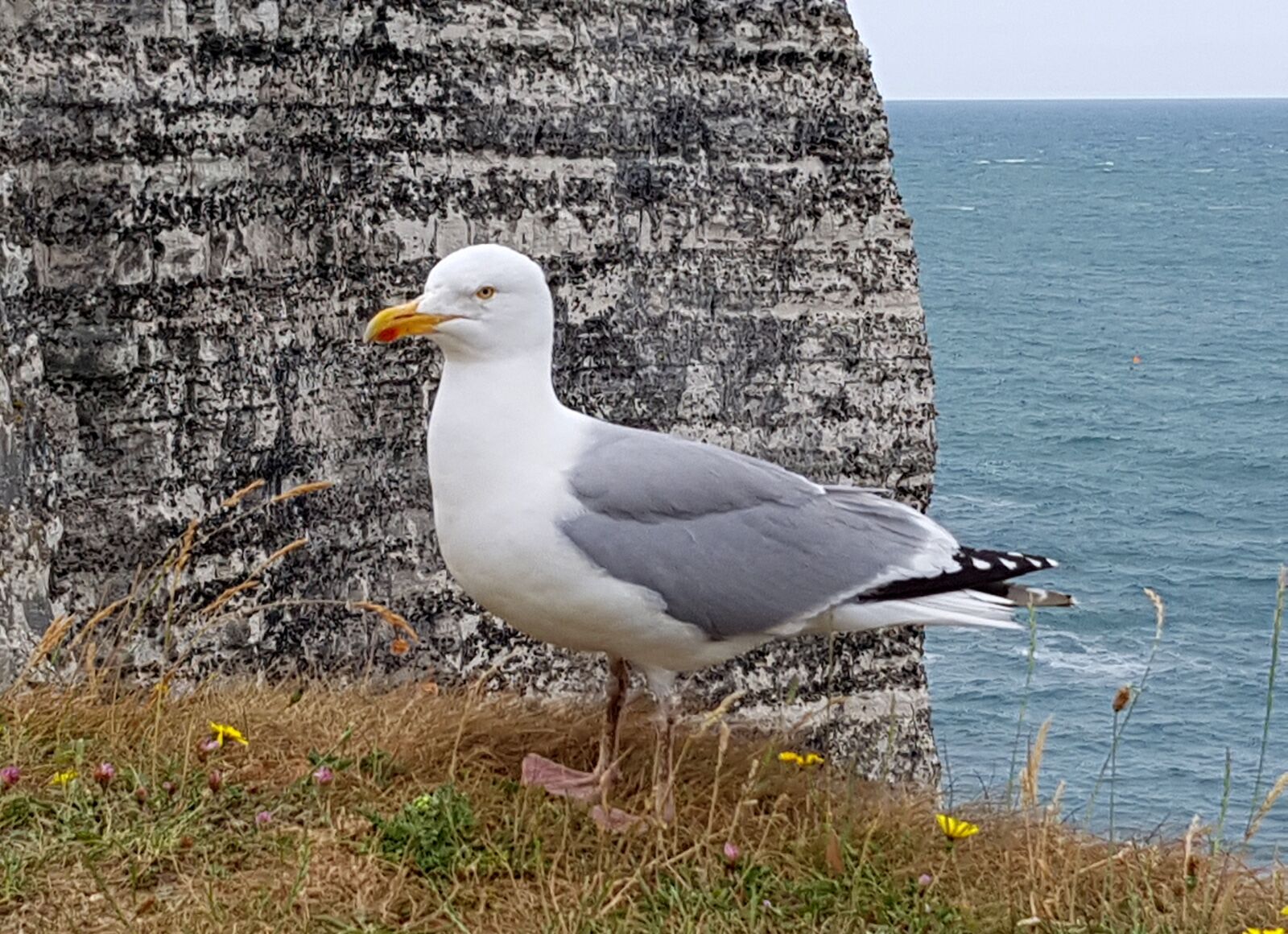 Samsung Galaxy S7 sample photo. Seagull, bird, animal photography