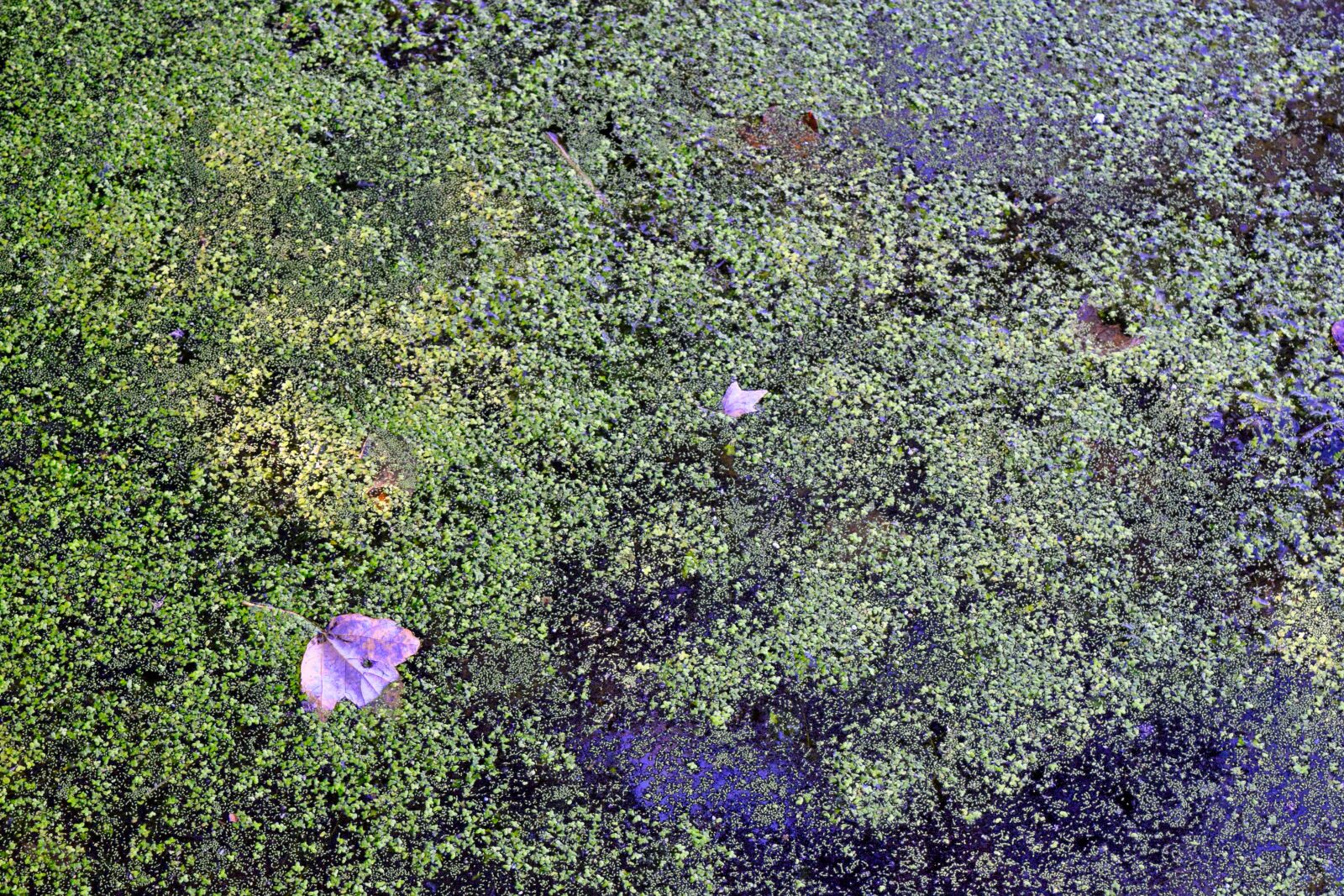 Nikon D3300 sample photo. Algae, water, leaf photography