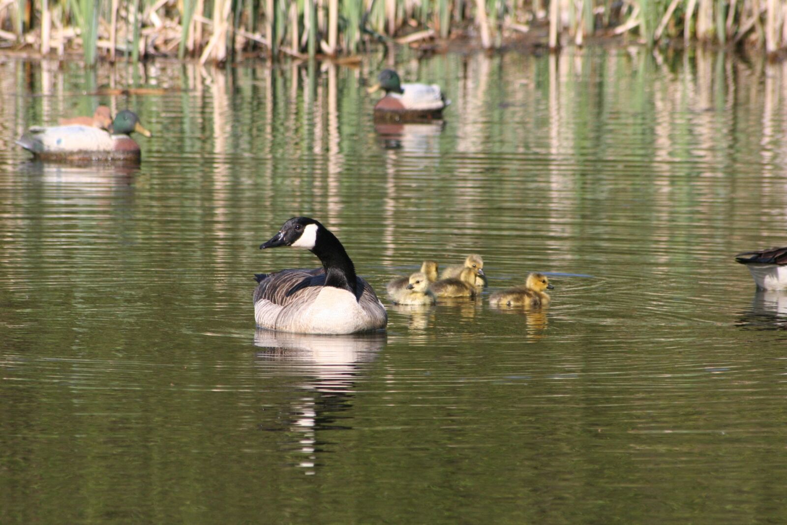 Canon EOS 350D (EOS Digital Rebel XT / EOS Kiss Digital N) sample photo. Canada geese, geese, goslings photography