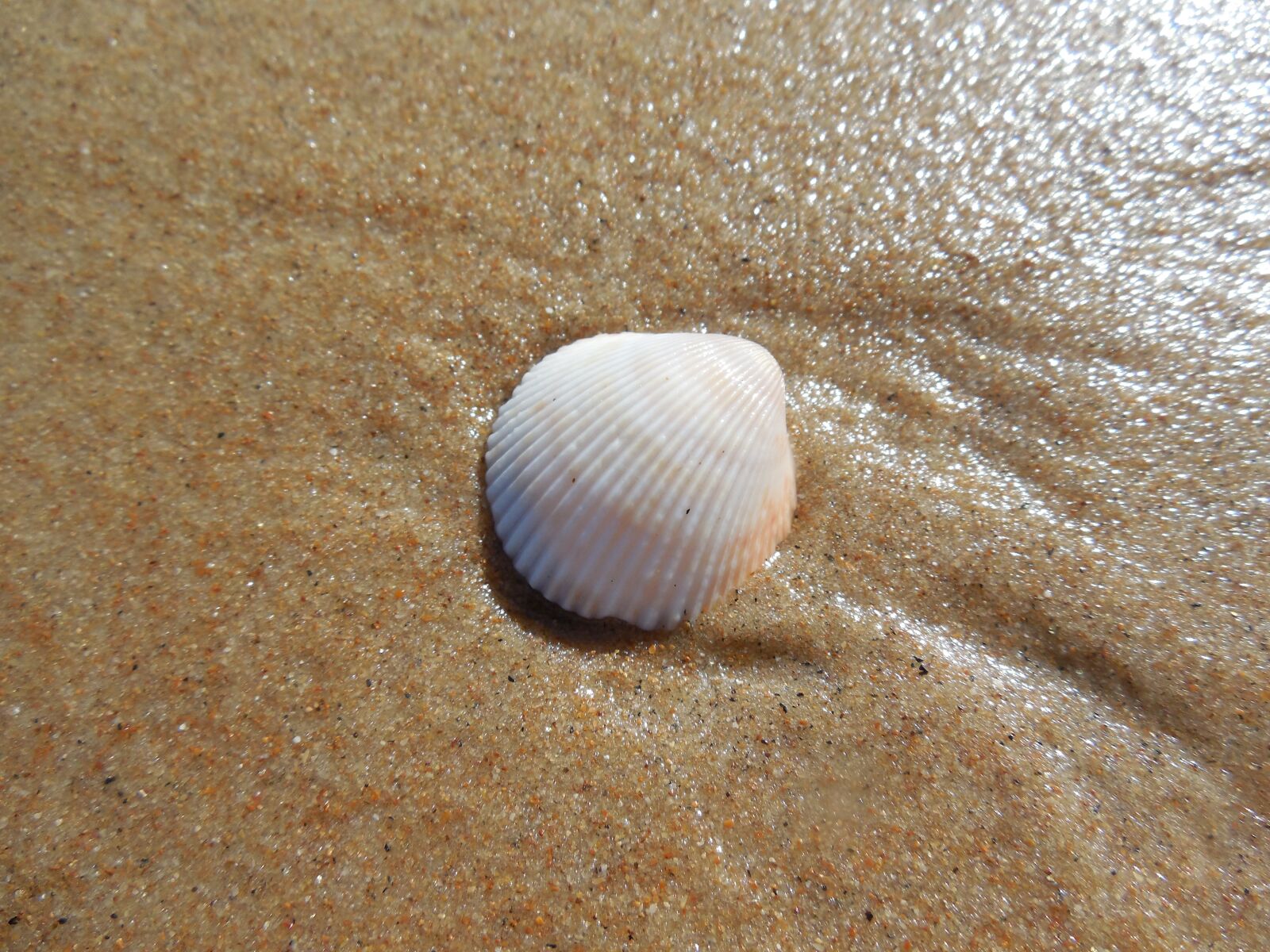 Nikon Coolpix L610 sample photo. The shell, shell, beach photography