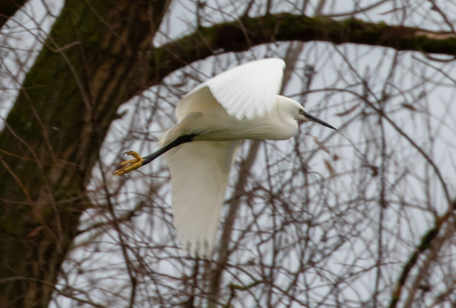 Canon EOS 7D Mark II sample photo. Egret in flight, flying photography