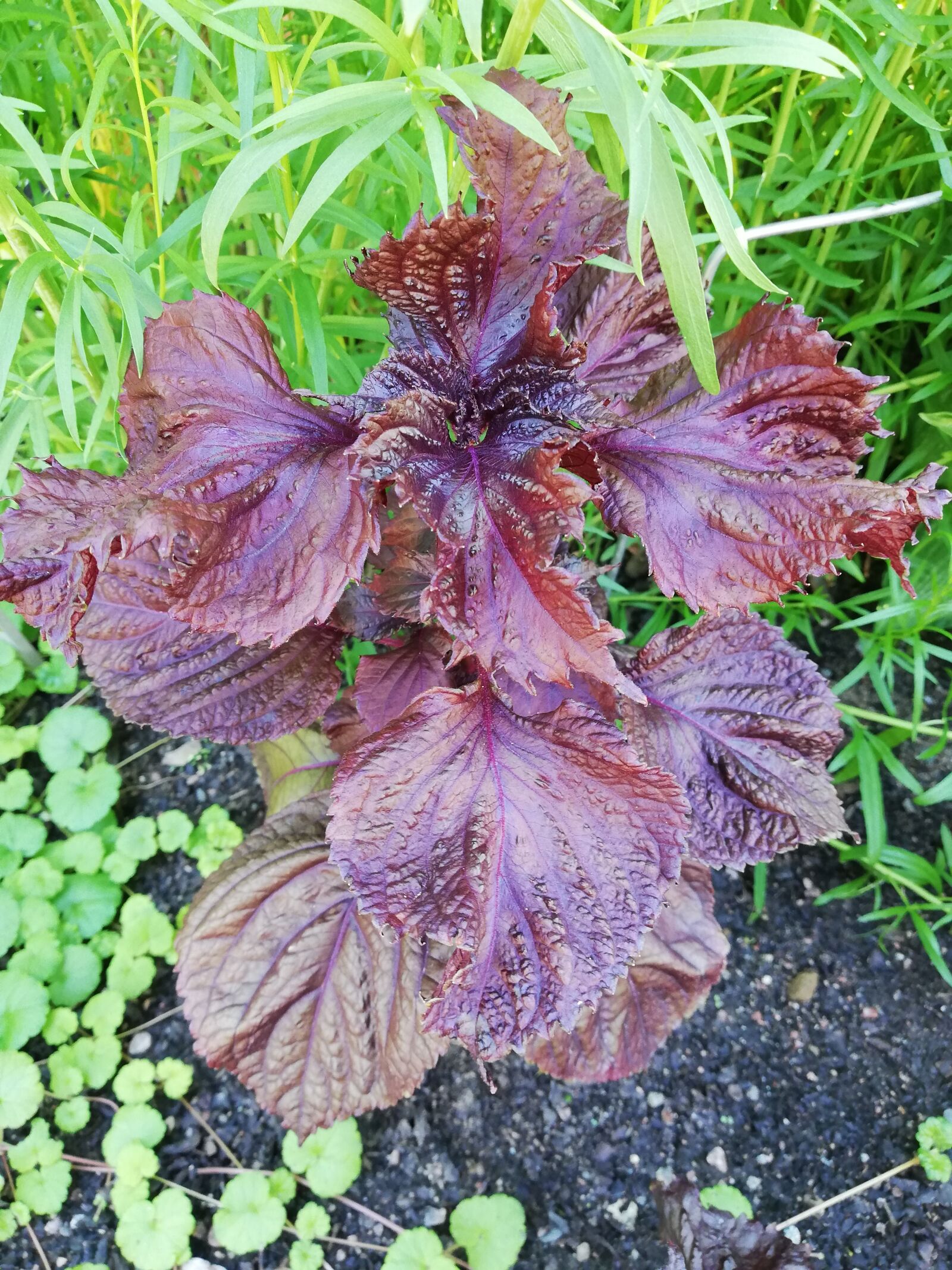 HUAWEI ANE-LX1 sample photo