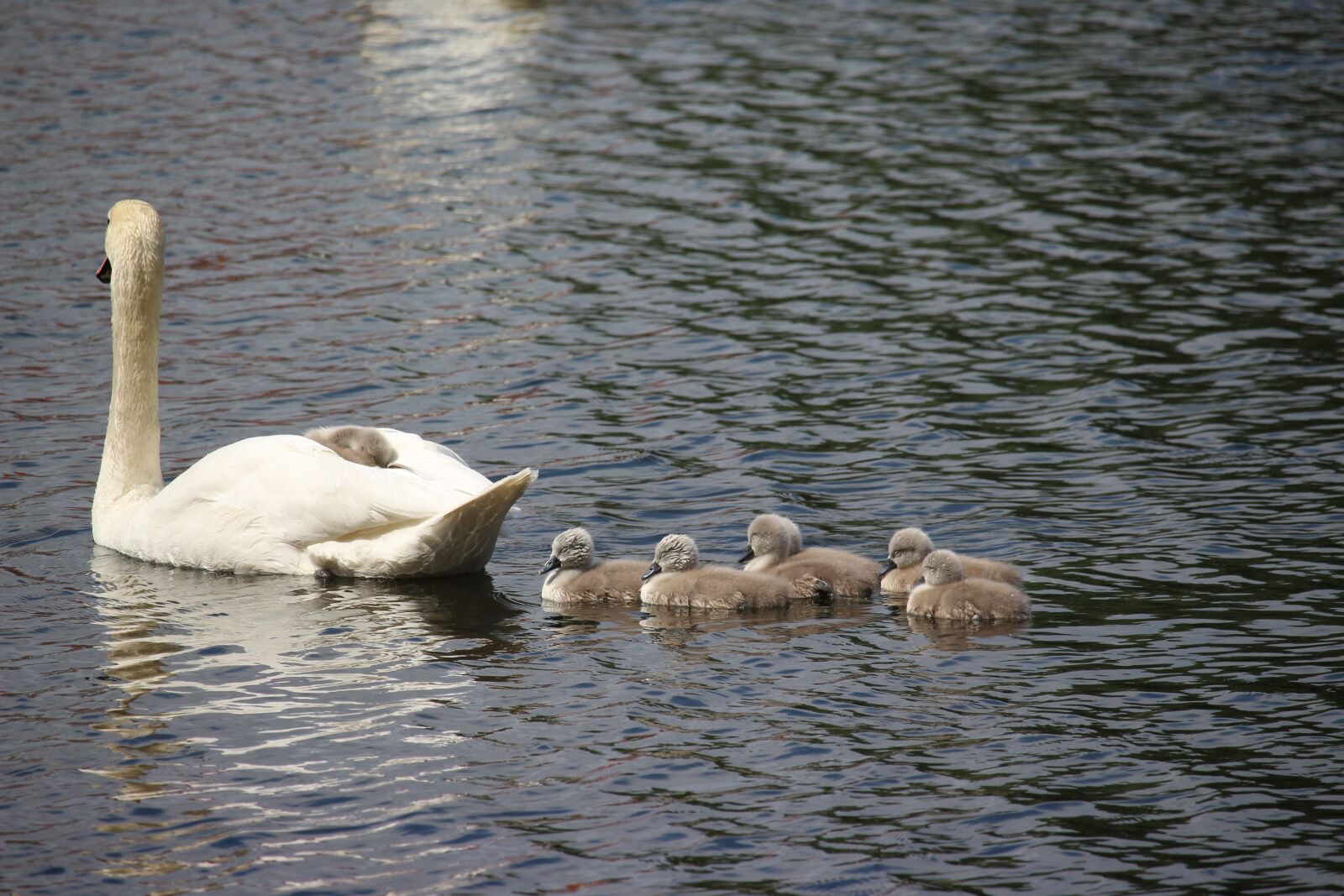 Canon EOS 700D (EOS Rebel T5i / EOS Kiss X7i) sample photo. Swan, swans, water bird photography