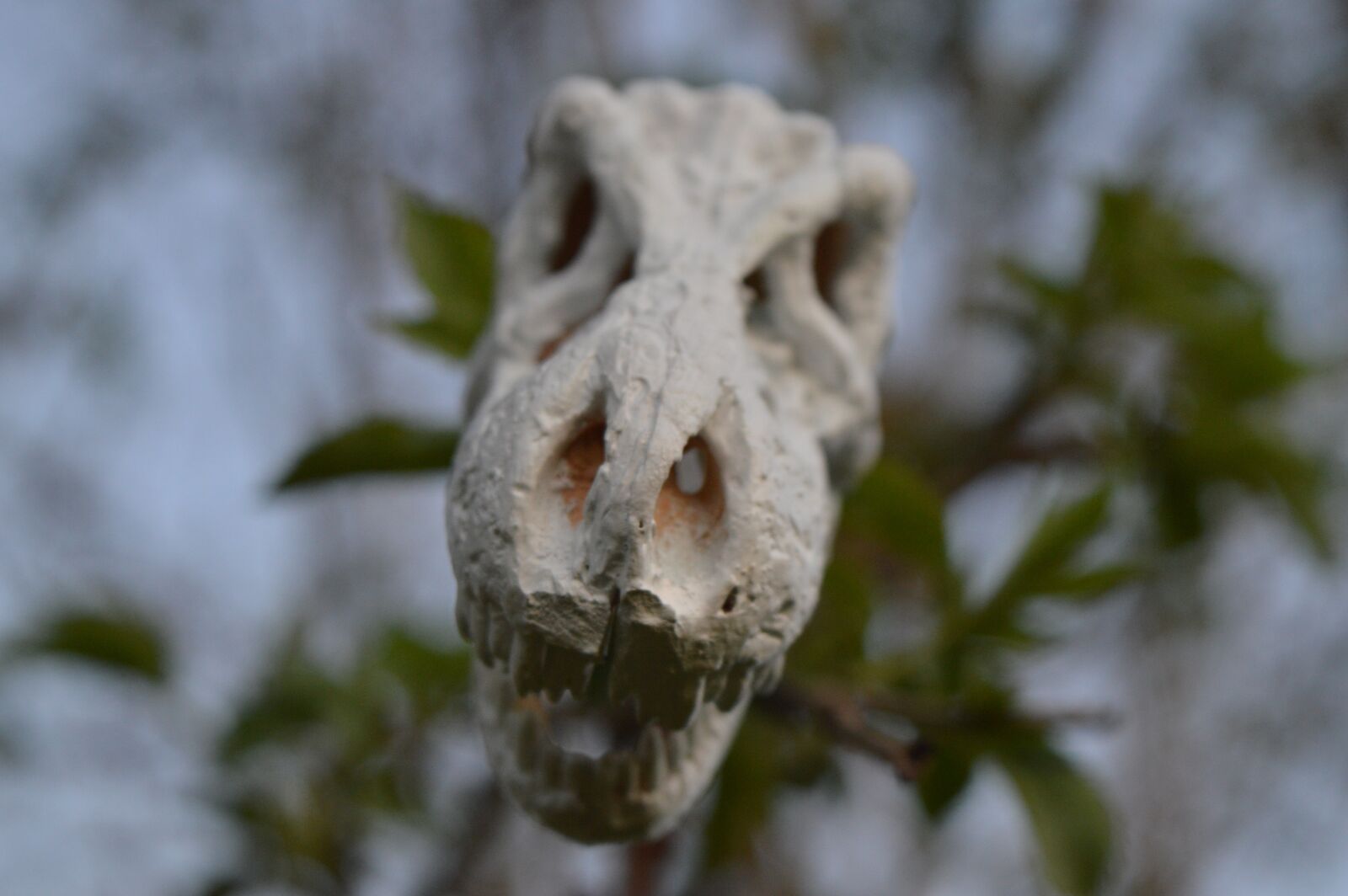 Nikon D3200 sample photo. Skeleton, t rex, dinosaur photography