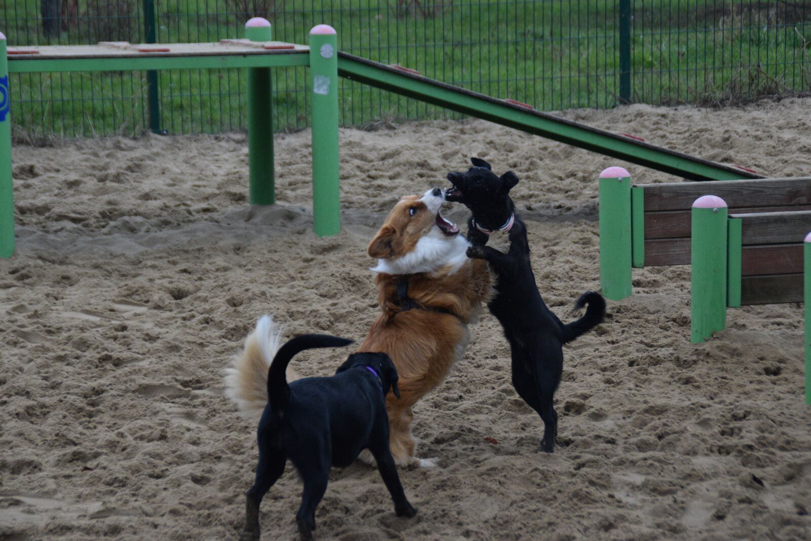 Nikon D3300 sample photo. Dogs, playing, animals photography