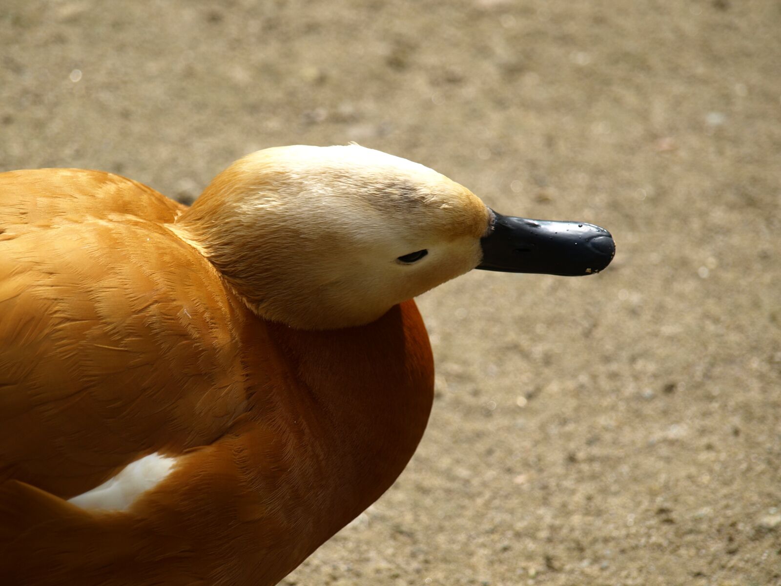Olympus E-510 (EVOLT E-510) sample photo. Rust goose, head, bill photography